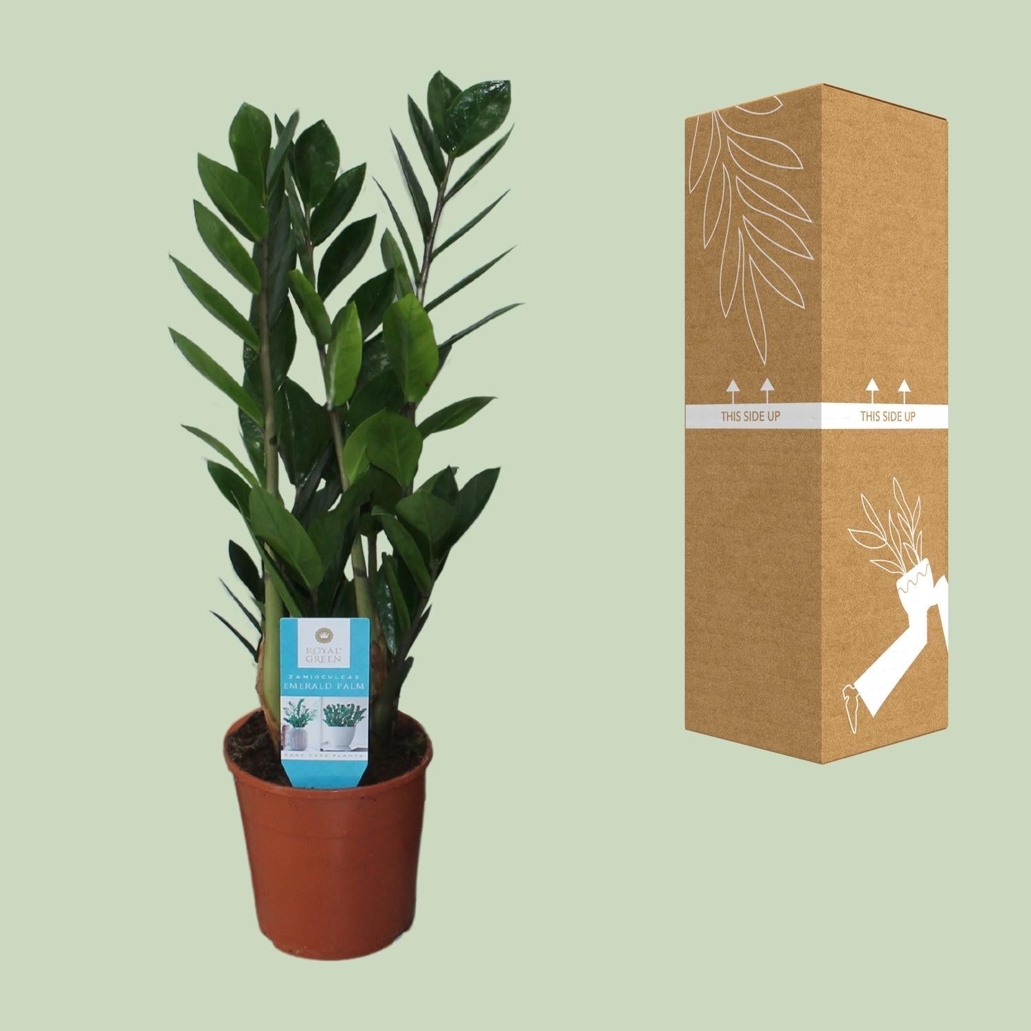 green-guardia-zamioculcas-zamiifolia-gl-cksfeder-40-95cm image 3