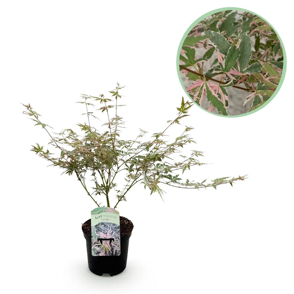 green-guardia-unsere-pflanzen-acer-palmatum-iyoshi-ahorn-70cm image 1