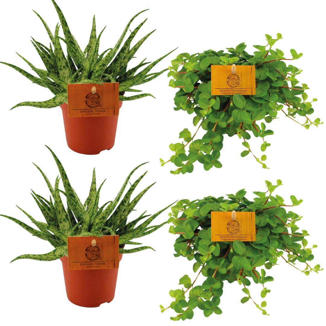 green-guardia-aloe-spider-peperomia-4-pflanzen-10-5-cm-topf image 1