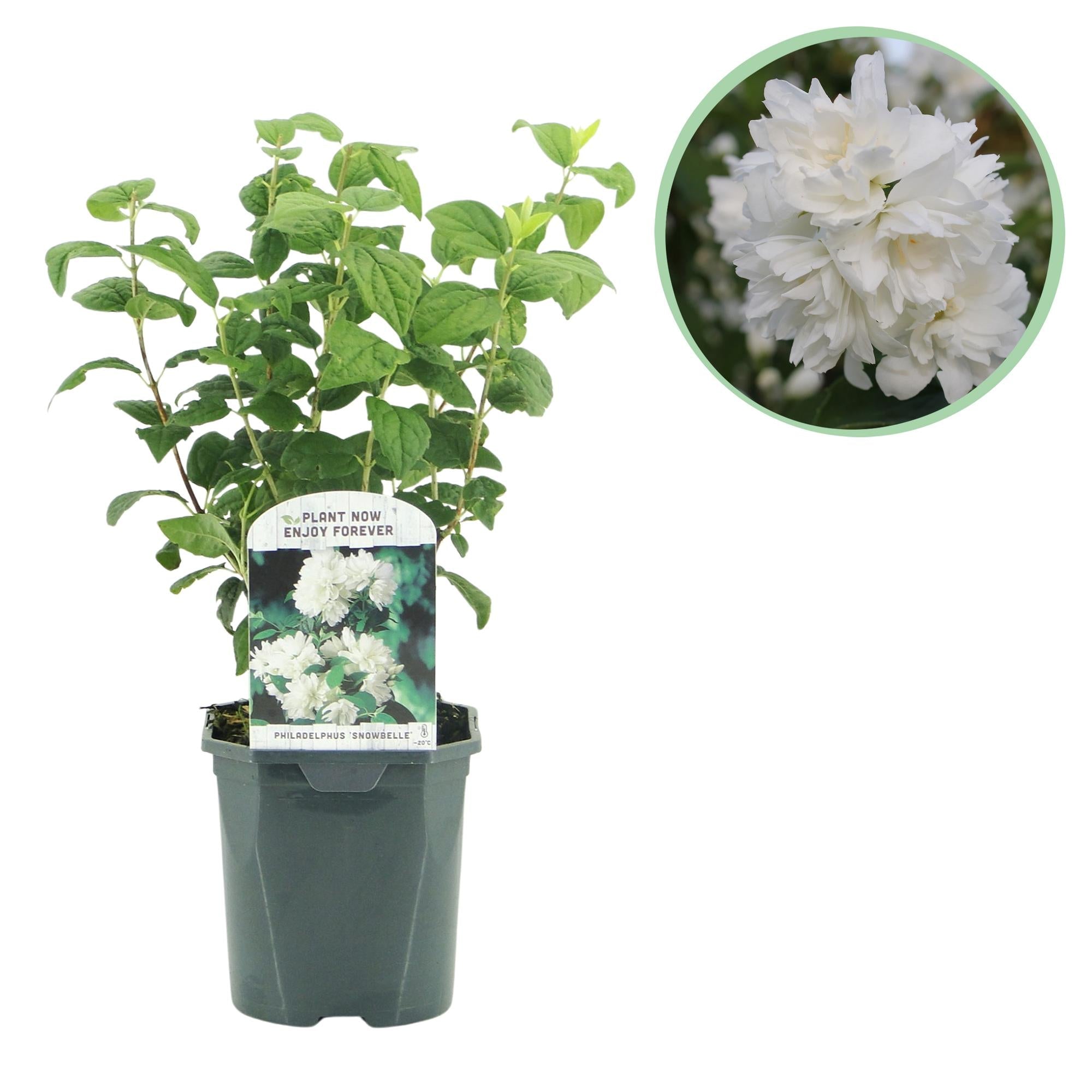 green-guardia-bauernjasmin-snowbelle-wei-17-cm-topf-45-cm image 1