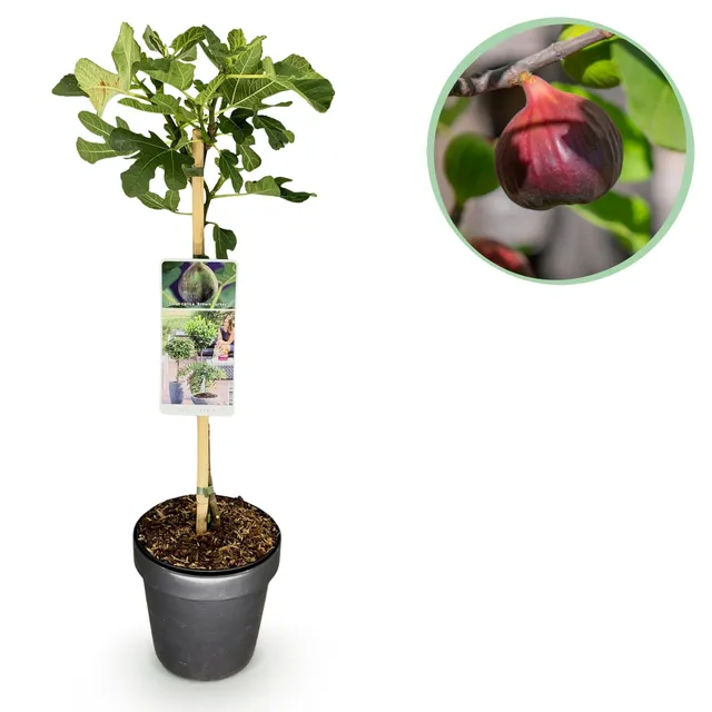 green-guardia-unsere-pflanzen-feigenbaum-brown-turkey-90cm image 1