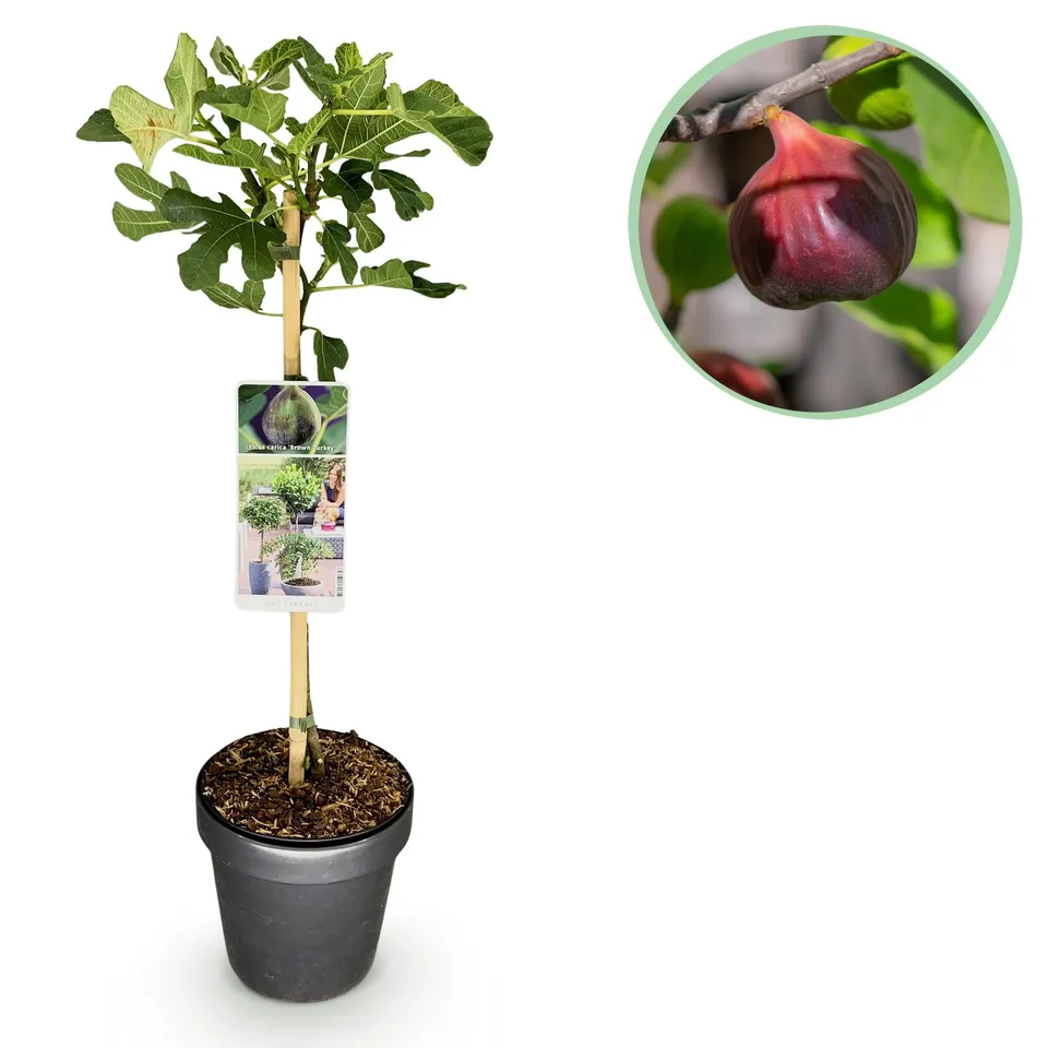 green-guardia-unsere-pflanzen-feigenbaum-brown-turkey-90cm image 1