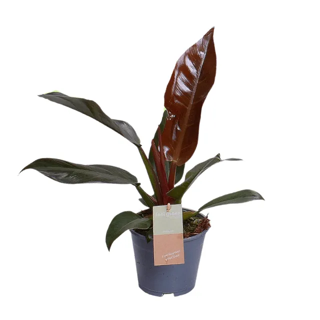 green-guardia-philodendron-imperial-red-baumfreund-14-cm-topf image 1