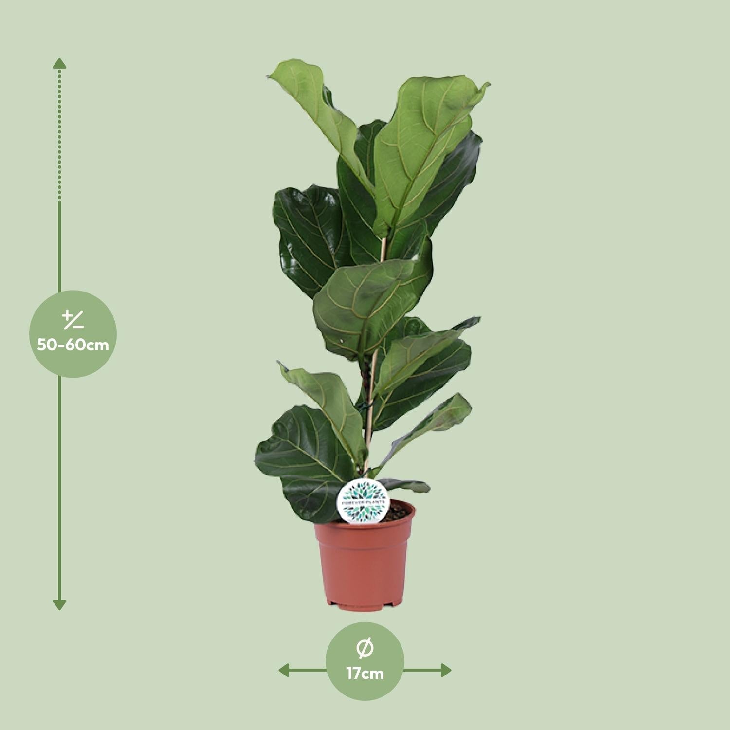 green-guardia-ficus-lyrata-geigenfeige-12cm-30cm image 5