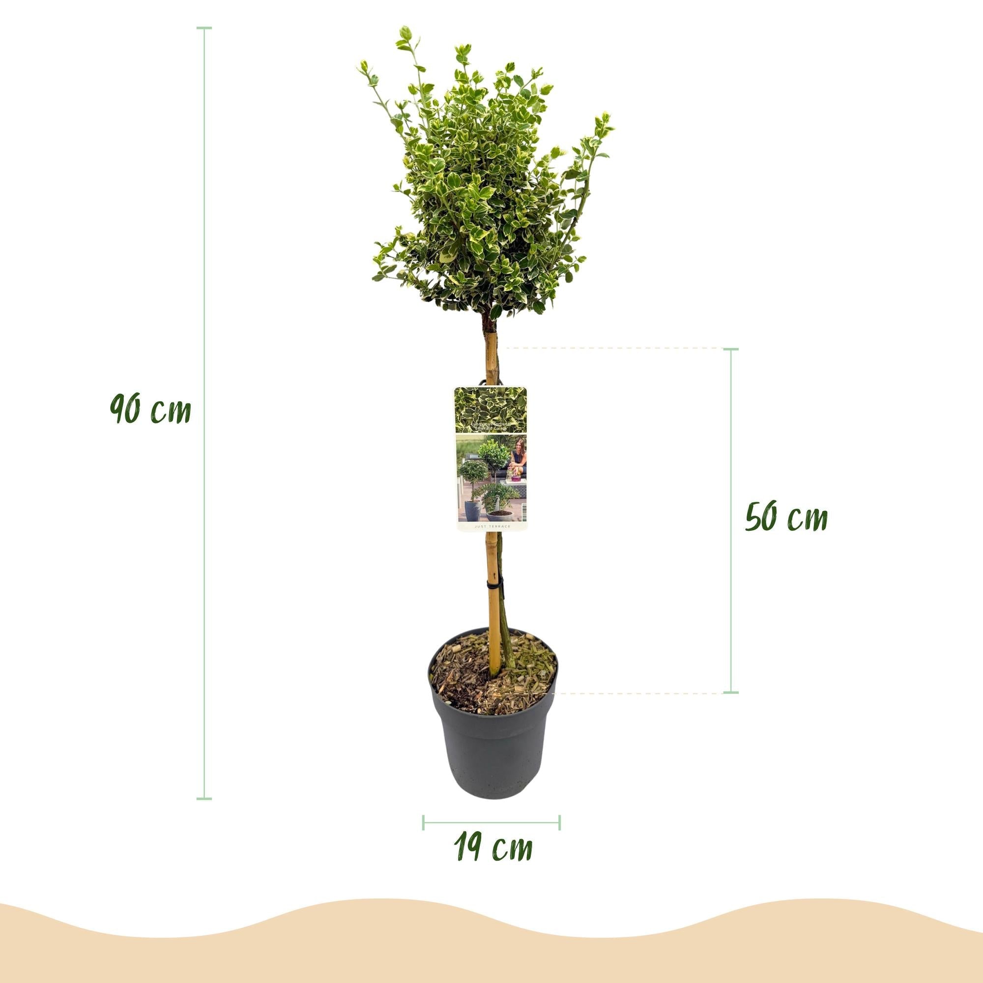 green-guardia-unsere-pflanzen-euonymus-emerald-gaiety-stamm-90cm image 2