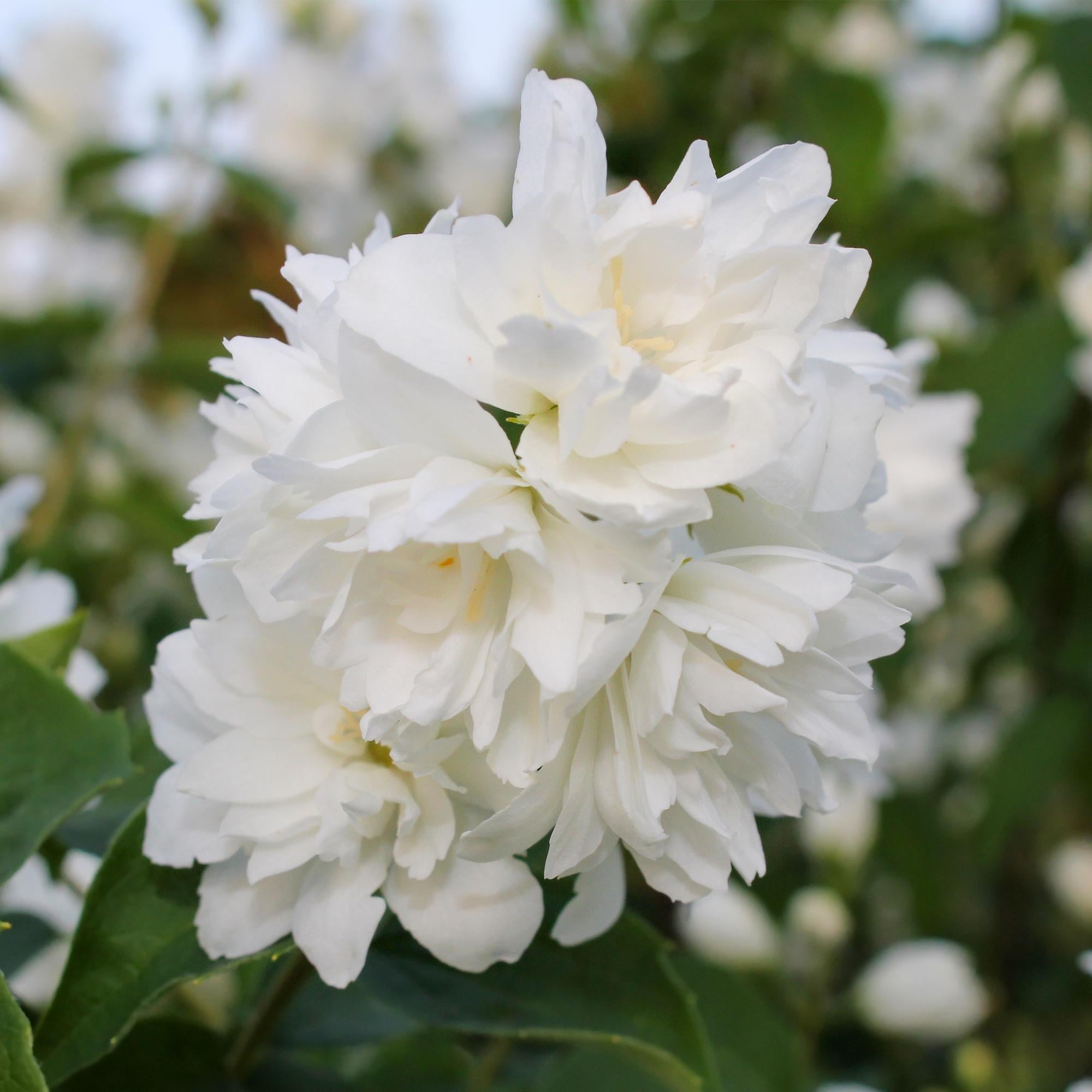 green-guardia-bauernjasmin-snowbelle-wei-17-cm-topf-45-cm image 3