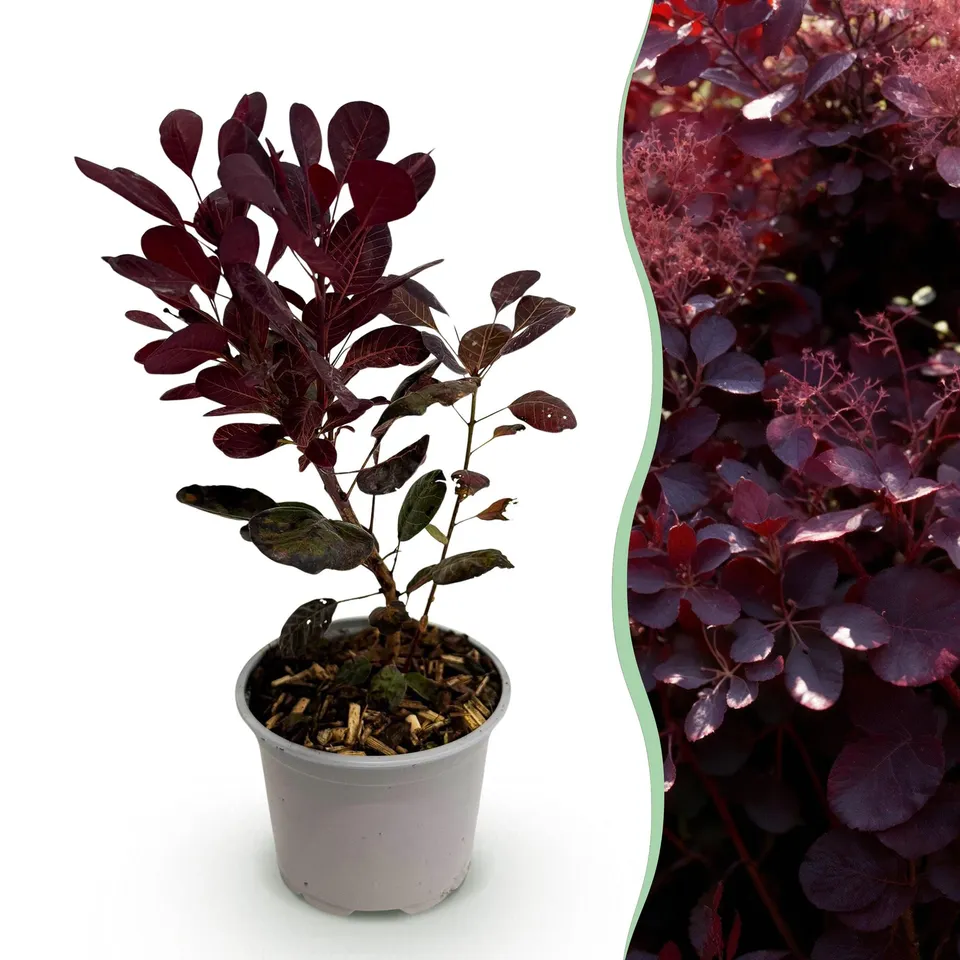 green-guardia-cotinus-lilla-per-ckenstrauch-12cm-topf image 1