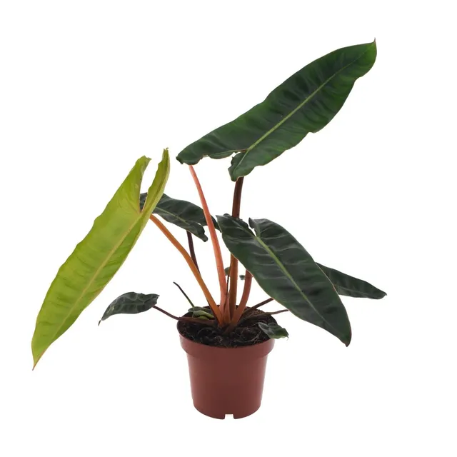 green-guardia-philodendron-billietiae-baumfreund-12-cm-topf image 1