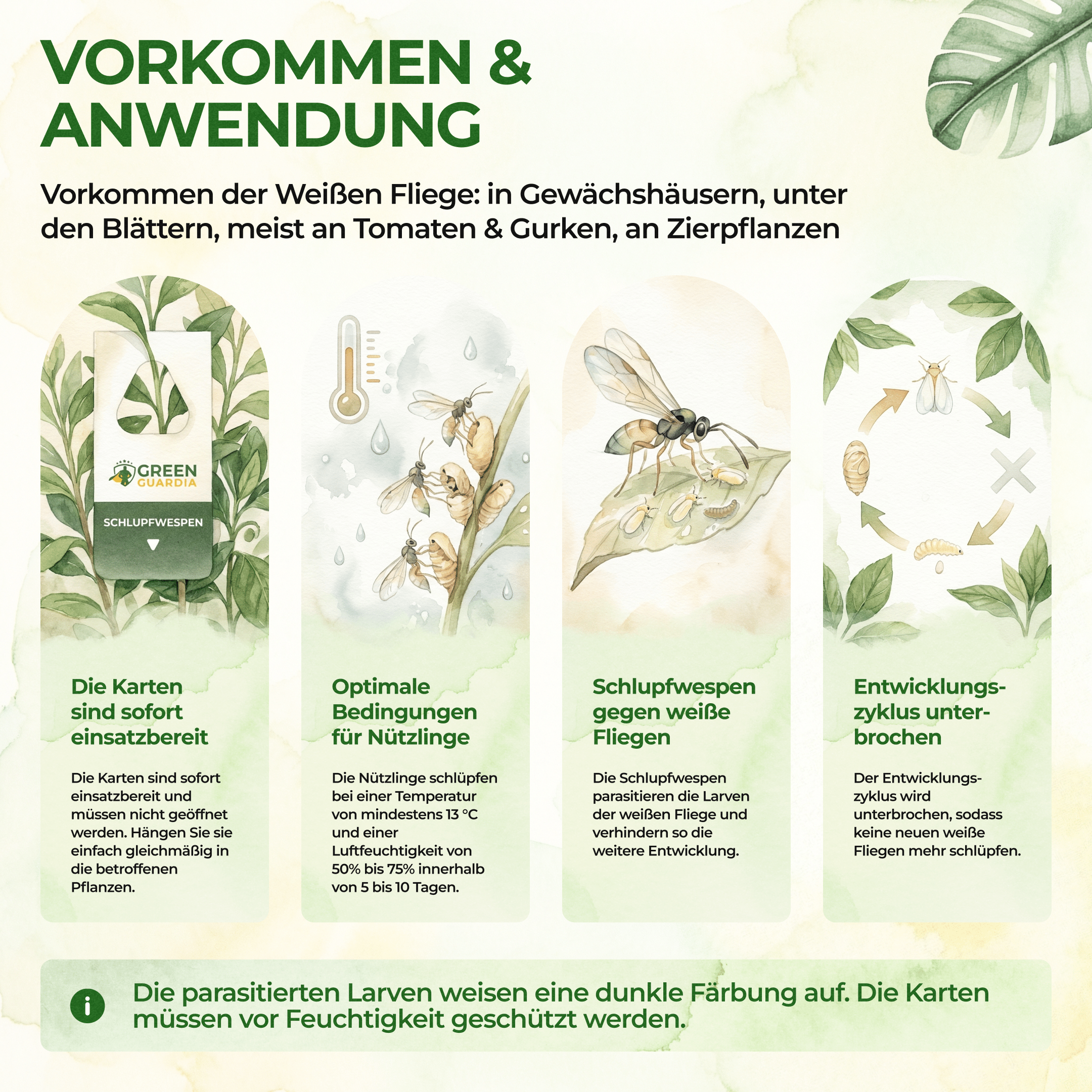 green-guardia-eretmocerus-schlupfwespen-wei-e-fliege-1-karte image 2