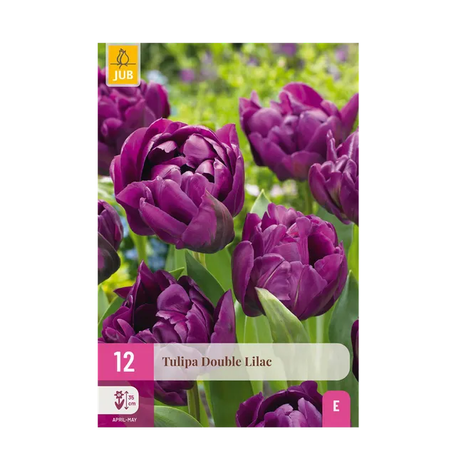 green-guardia-double-lilac-tulpe-50-zwiebeln-lila-gef-llt image 1