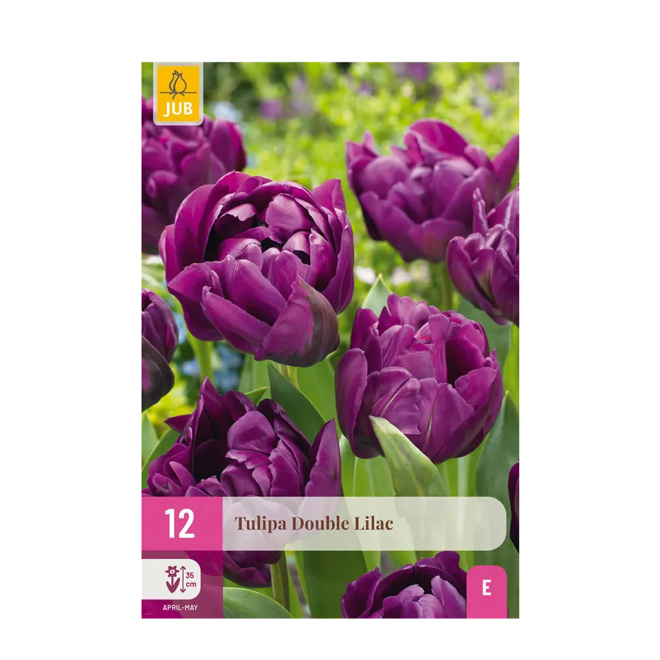 green-guardia-double-lilac-tulpe-50-zwiebeln-lila-gef-llt image 1