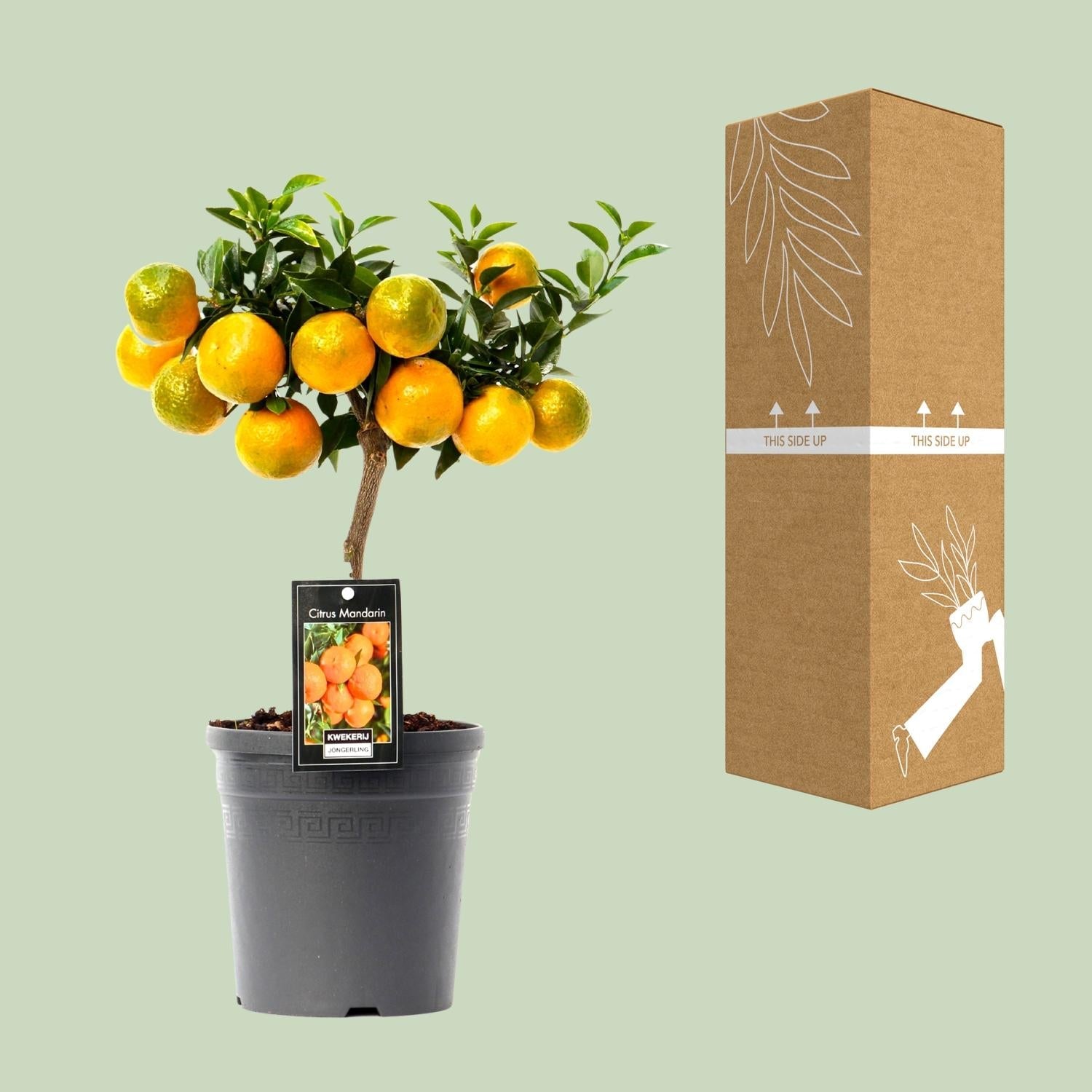 green-guardia-citrus-mandarin-16cm-topf-45cm-hoch image 3