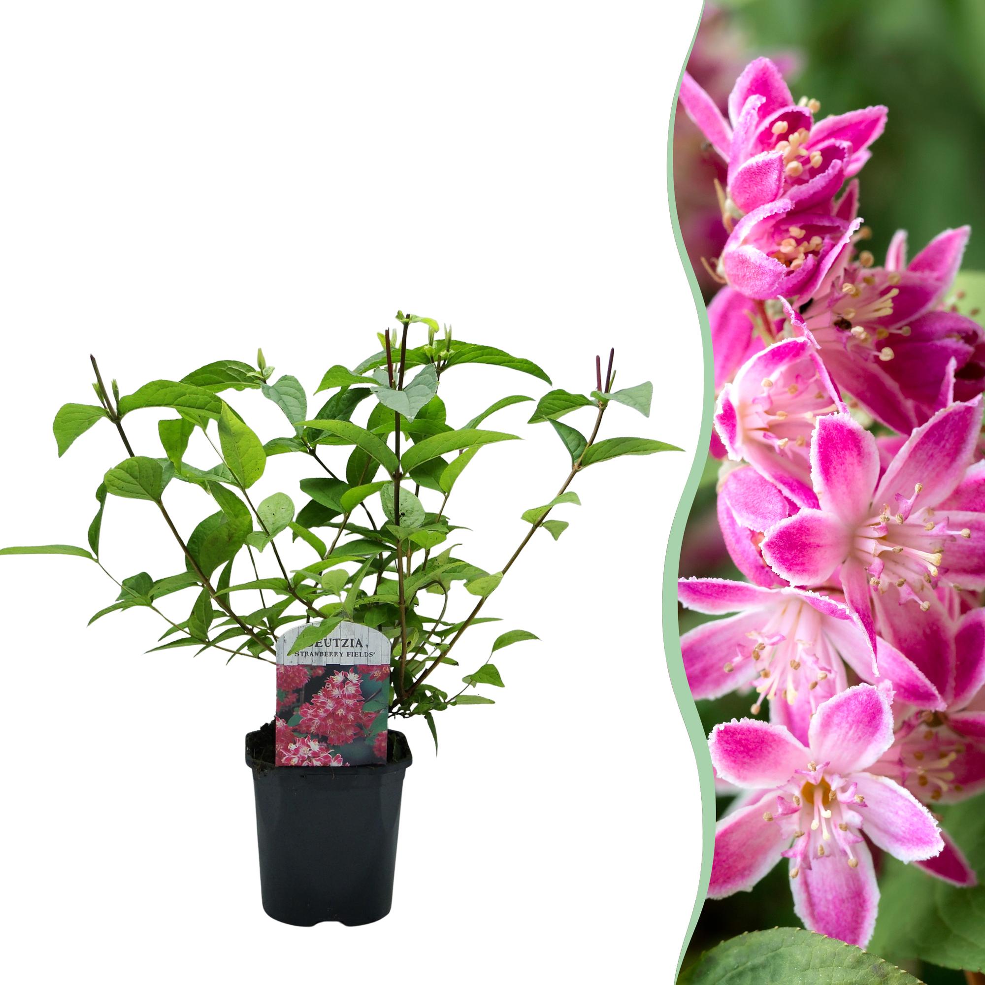 green-guardia-deutzia-strawberry-fields-zierstrauch-17cm-rosa image 1