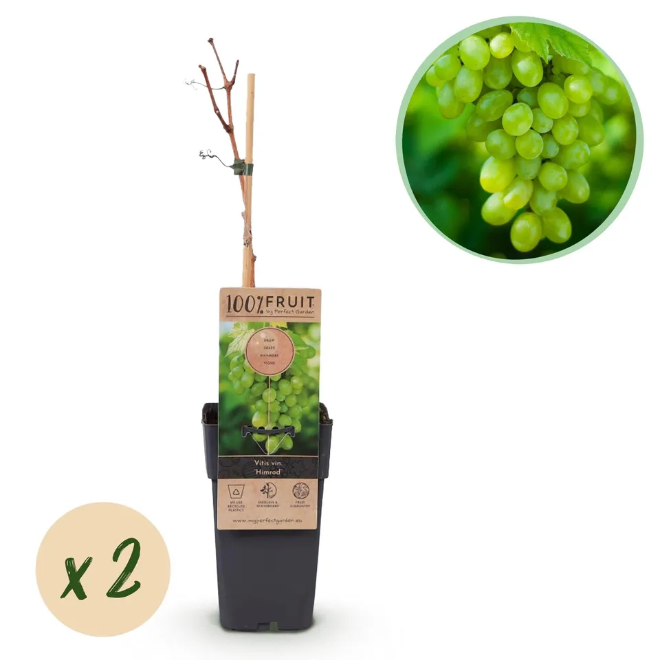green-guardia-vitis-himrod-tafeltraube-2-pflanzen-15cm-topf image 1