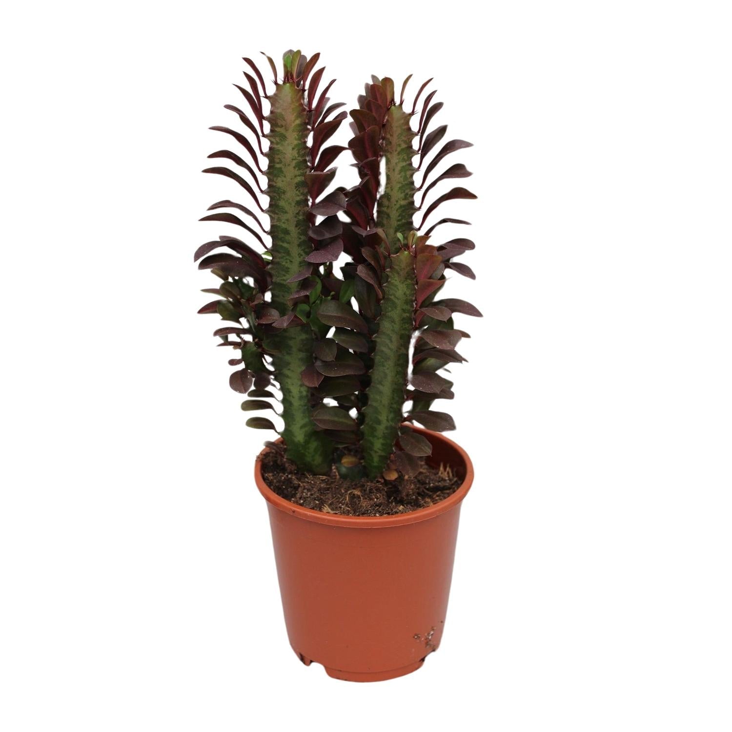 green-guardia-euphorbia-trigona-rubra-milchbaum-40cm-pflegeleicht image 1