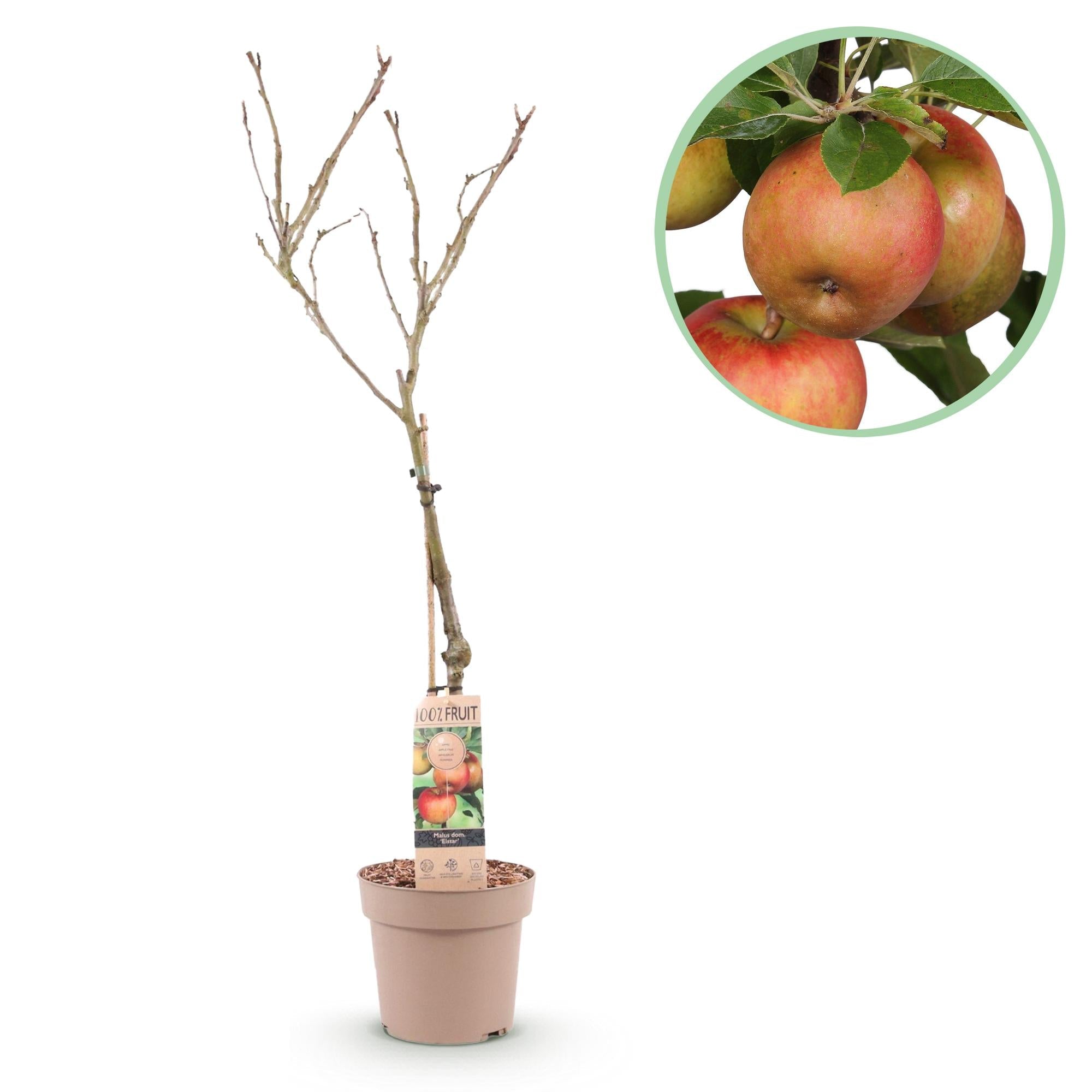green-guardia-elstar-apfelbaum-90-cm-im-topf image 1