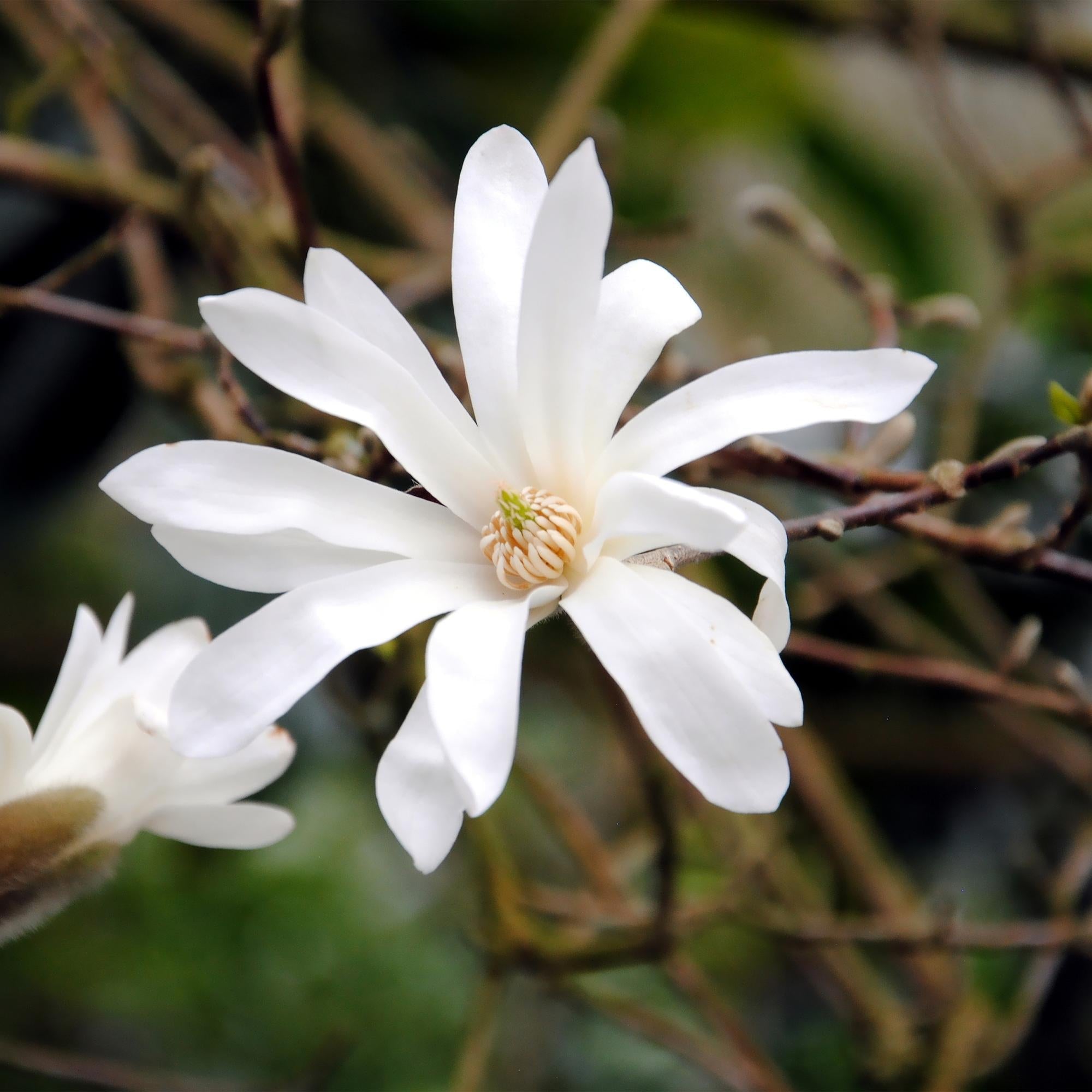 green-guardia-magnolia-stellata-zierstrauch-wei-45-cm image 3