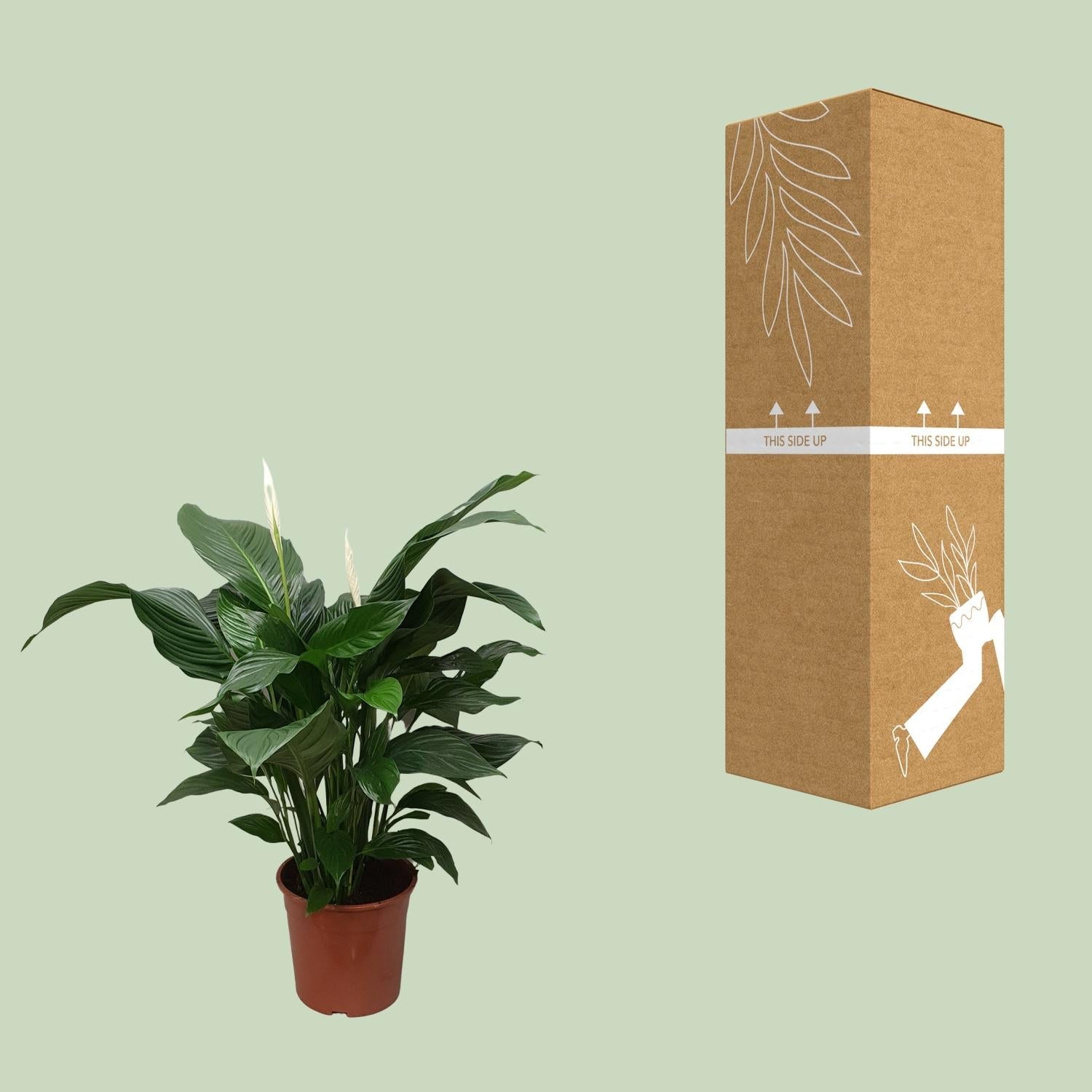 green-guardia-spathiphyllum-vivaldi-friedenslilie-70cm image 3