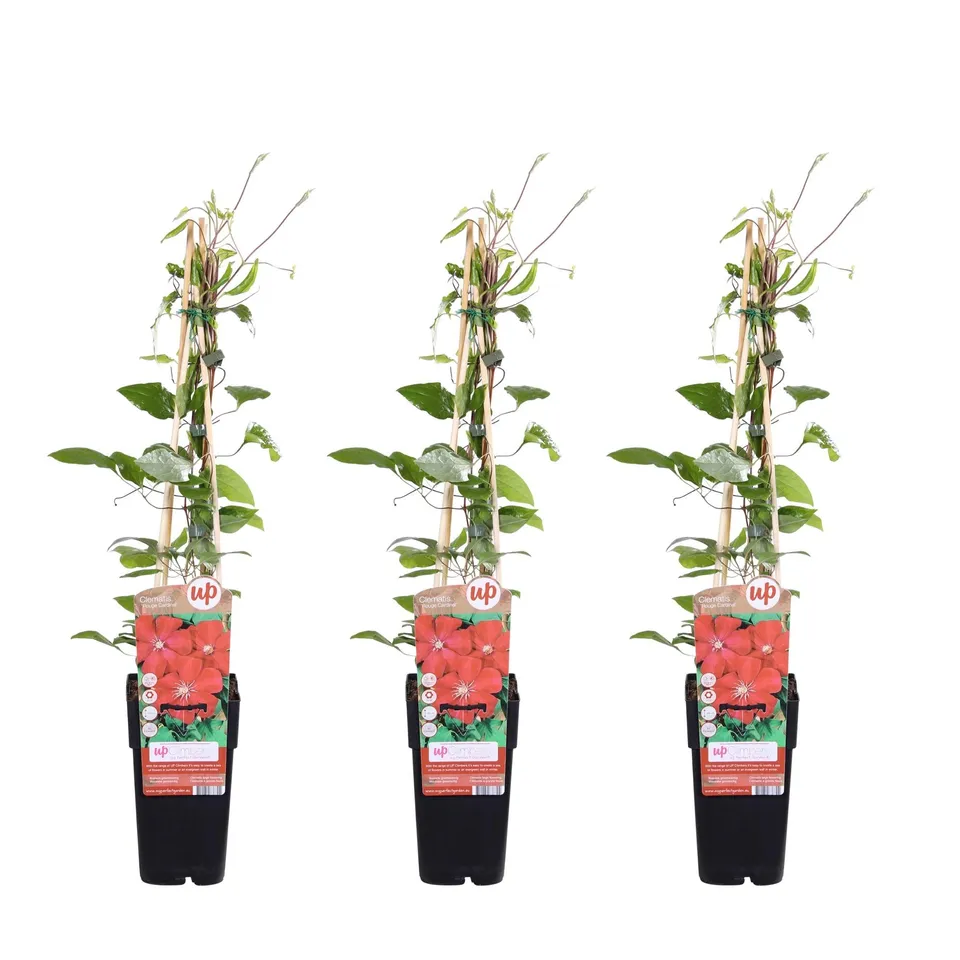 green-guardia-clematis-rouge-cardinal-kletterpflanze-15cm-topf image 1