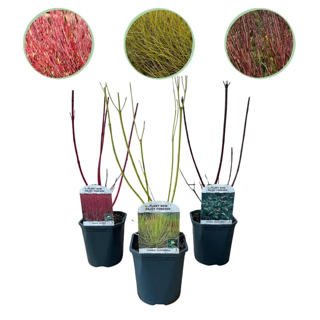 green-guardia-cornus-alba-tricolour-hartriegel-3-pflanzen image 1