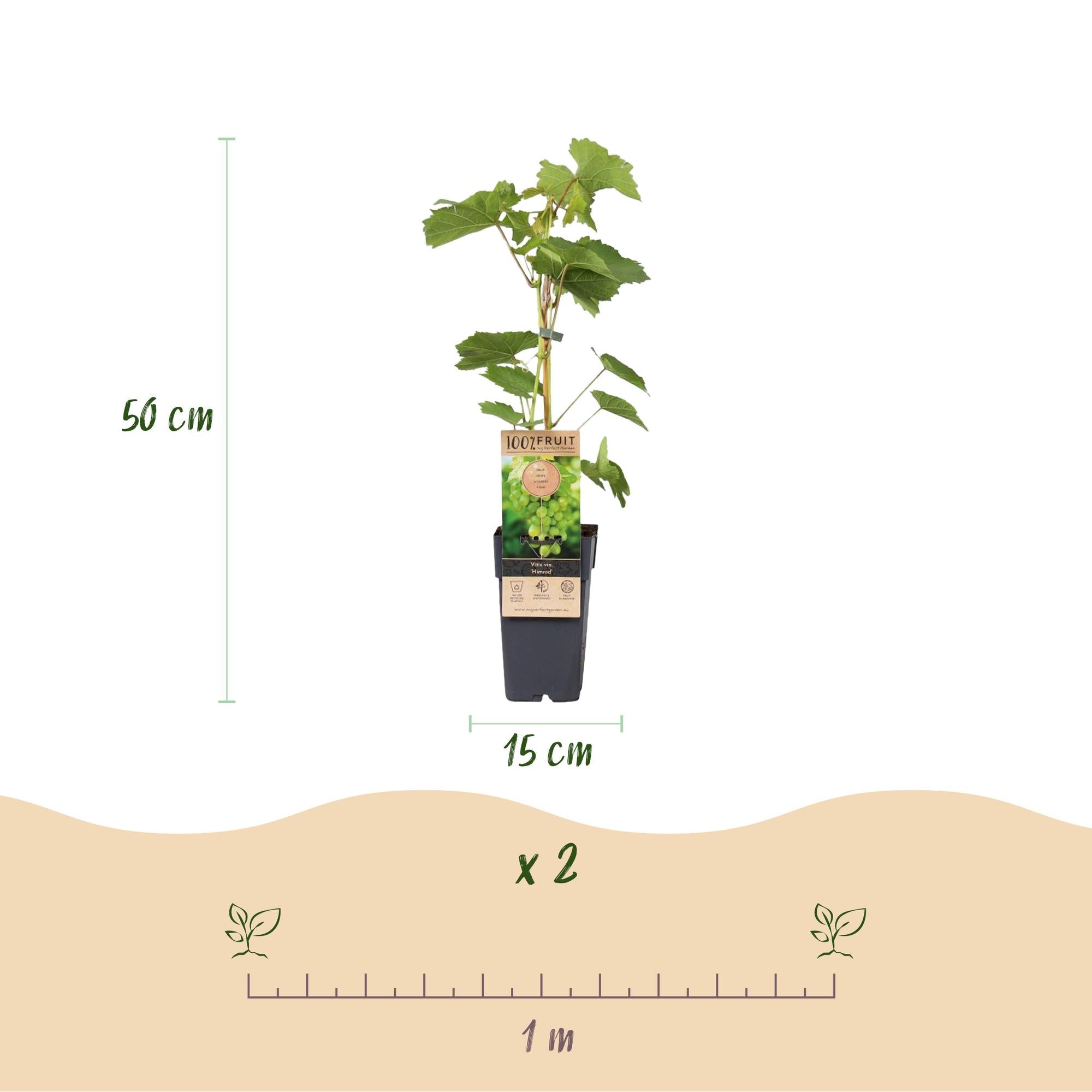 green-guardia-vitis-himrod-tafeltraube-2-pflanzen-15cm-topf image 3