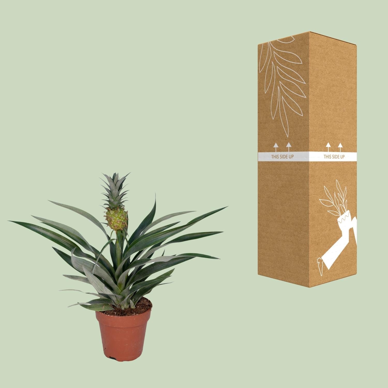 green-guardia-bromelia-ananas-zierananas-zimmerpflanze-30cm image 3