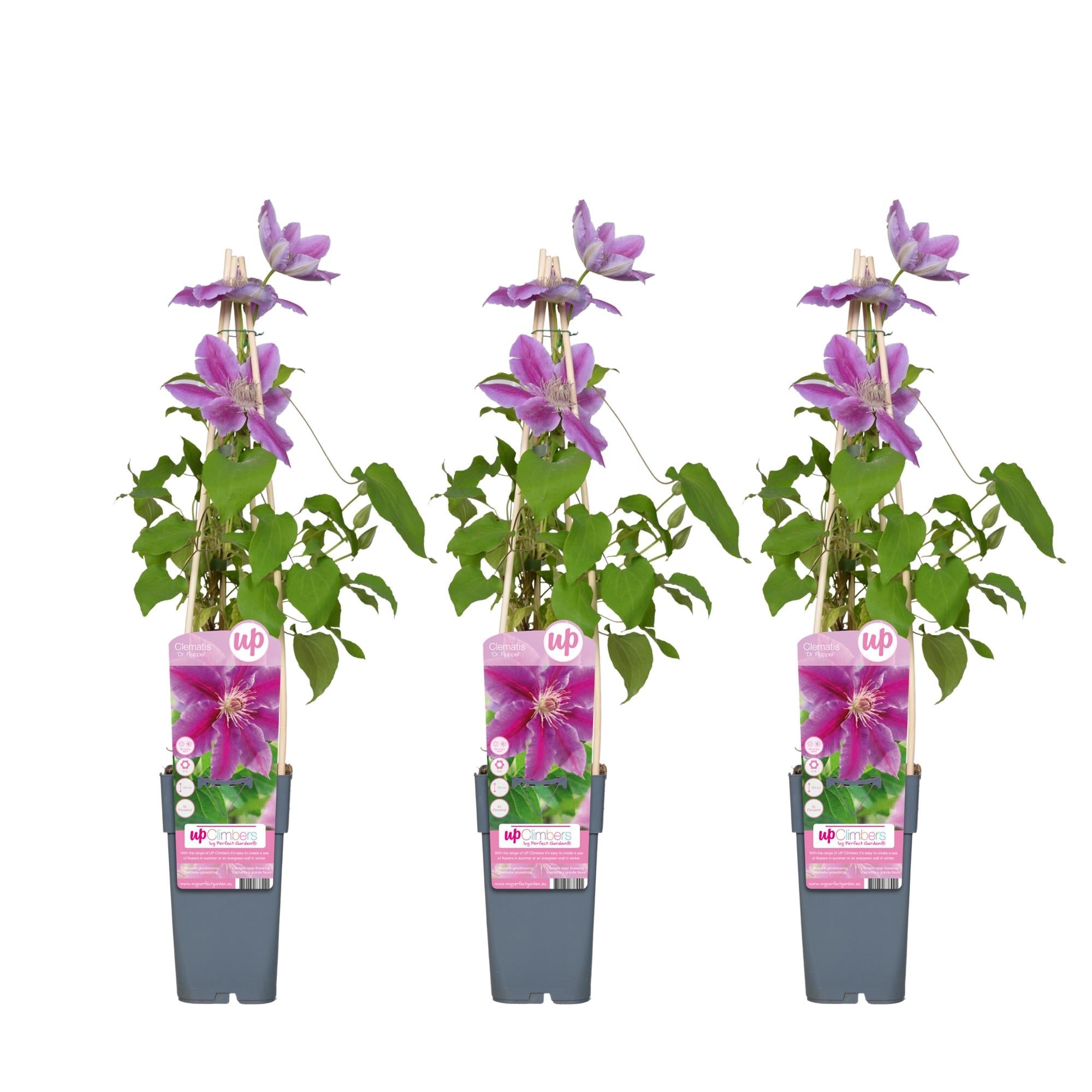 green-guardia-clematis-dr-ruppel-kletterpflanze-15cm-topf-rosa image 2