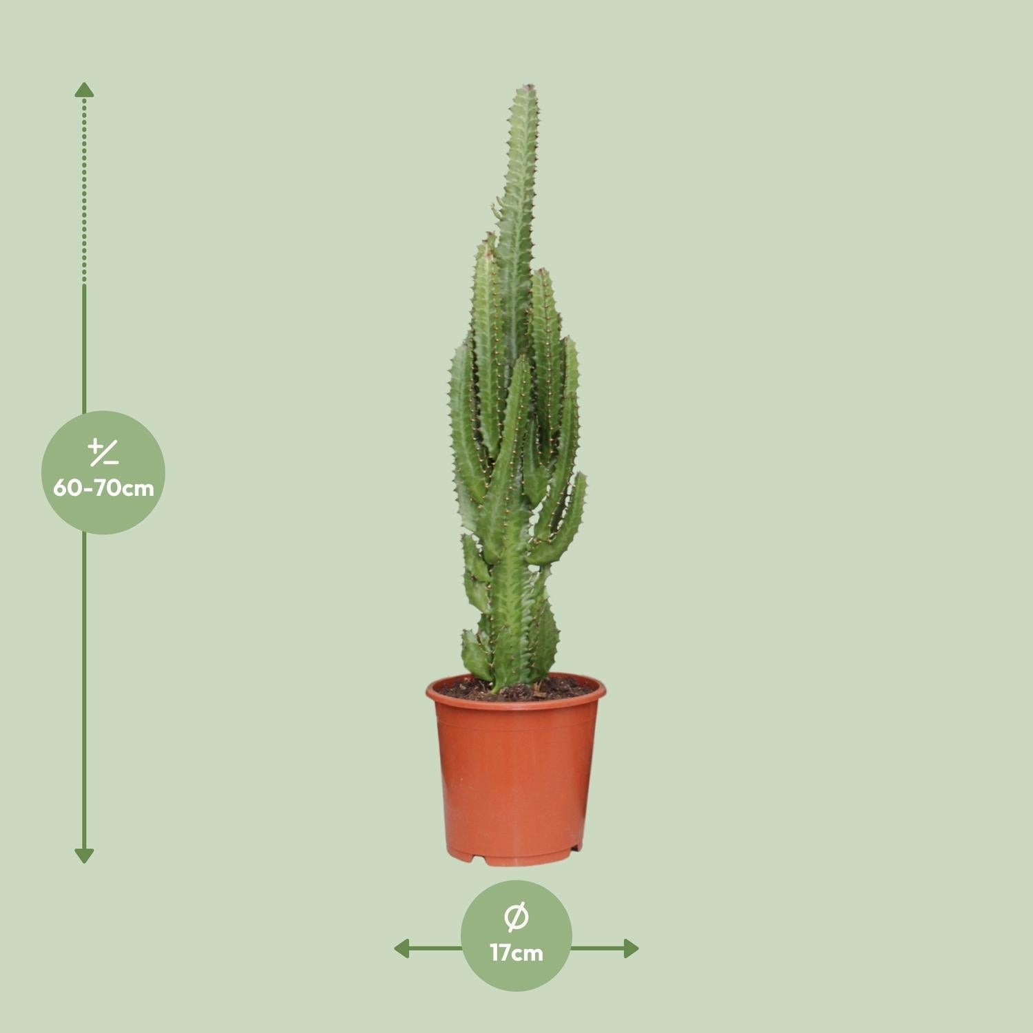 green-guardia-euphorbia-trigona-milchbaum-sukkulente-12cm-40cm image 4