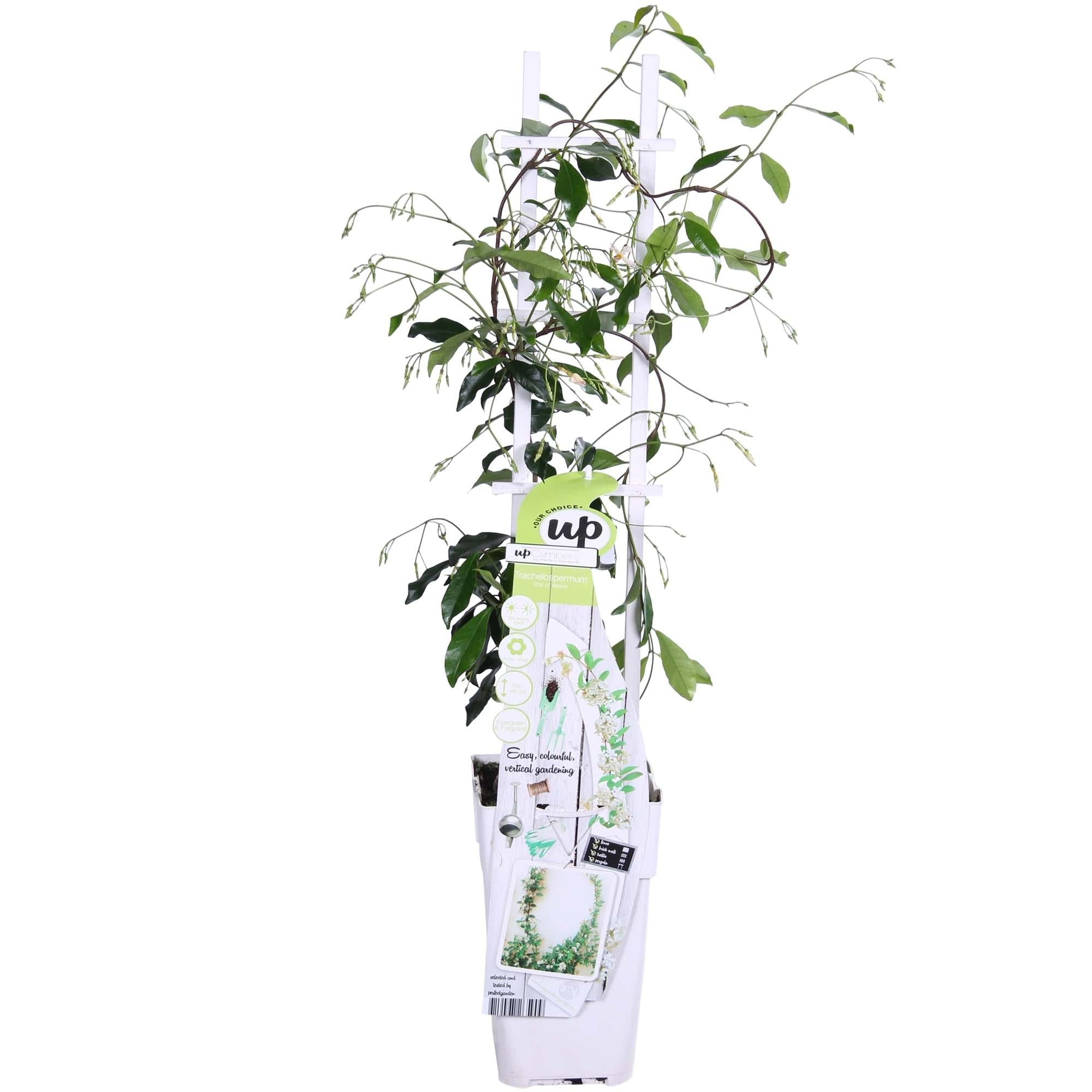 green-guardia-star-of-venice-jasmin-65-cm-15-cm-topf-wei image 8