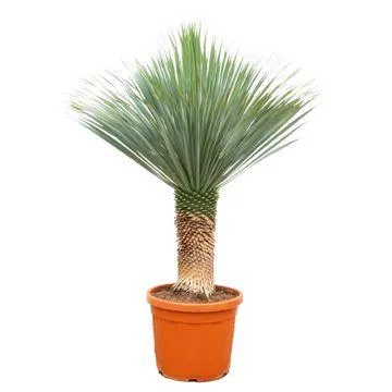 green-guardia-unsere-pflanzen-yucca-rostrata-palmlilie-80-160cm image 1