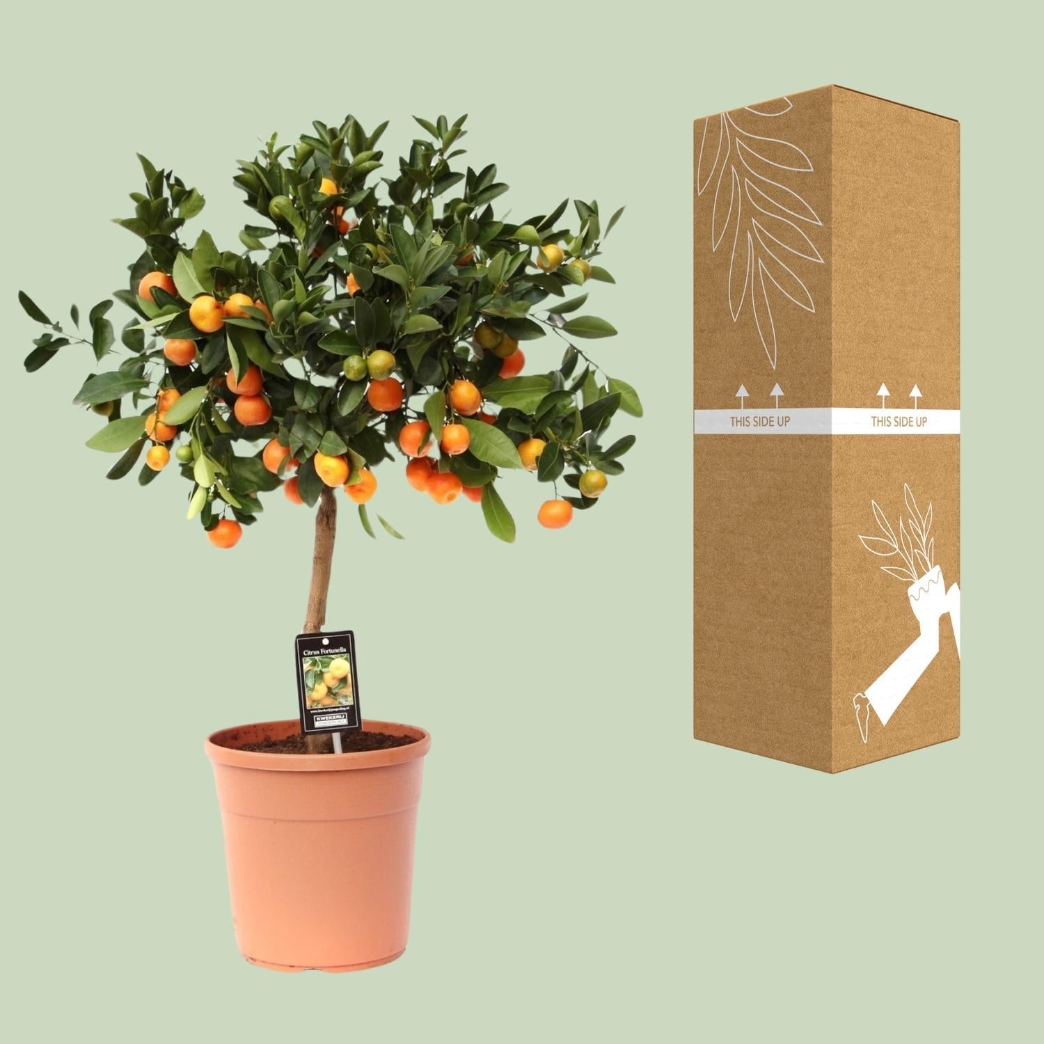 green-guardia-unsere-pflanzen-calamondinorange-zitruspflanze-15cm-40cm image 2