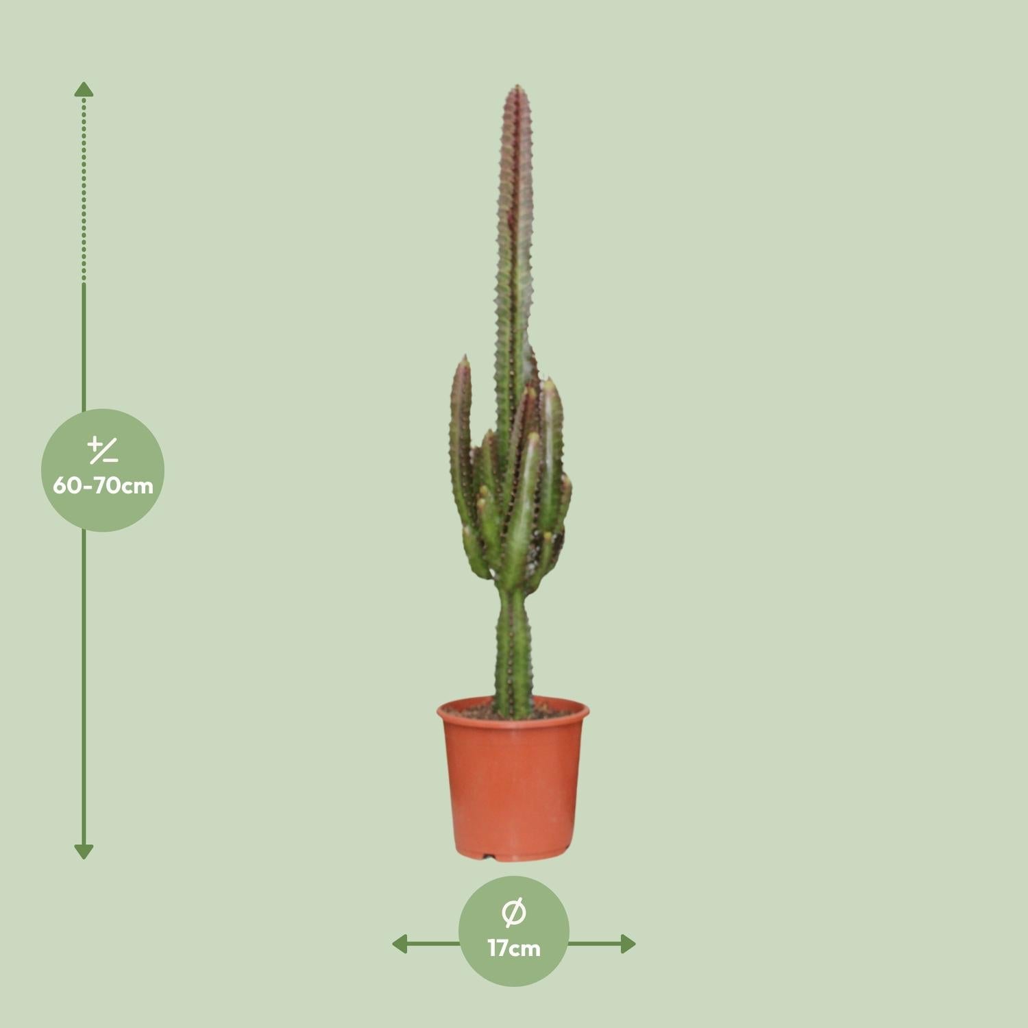 green-guardia-euphorbia-trigona-rubra-milchbaum-40cm-pflegeleicht image 4