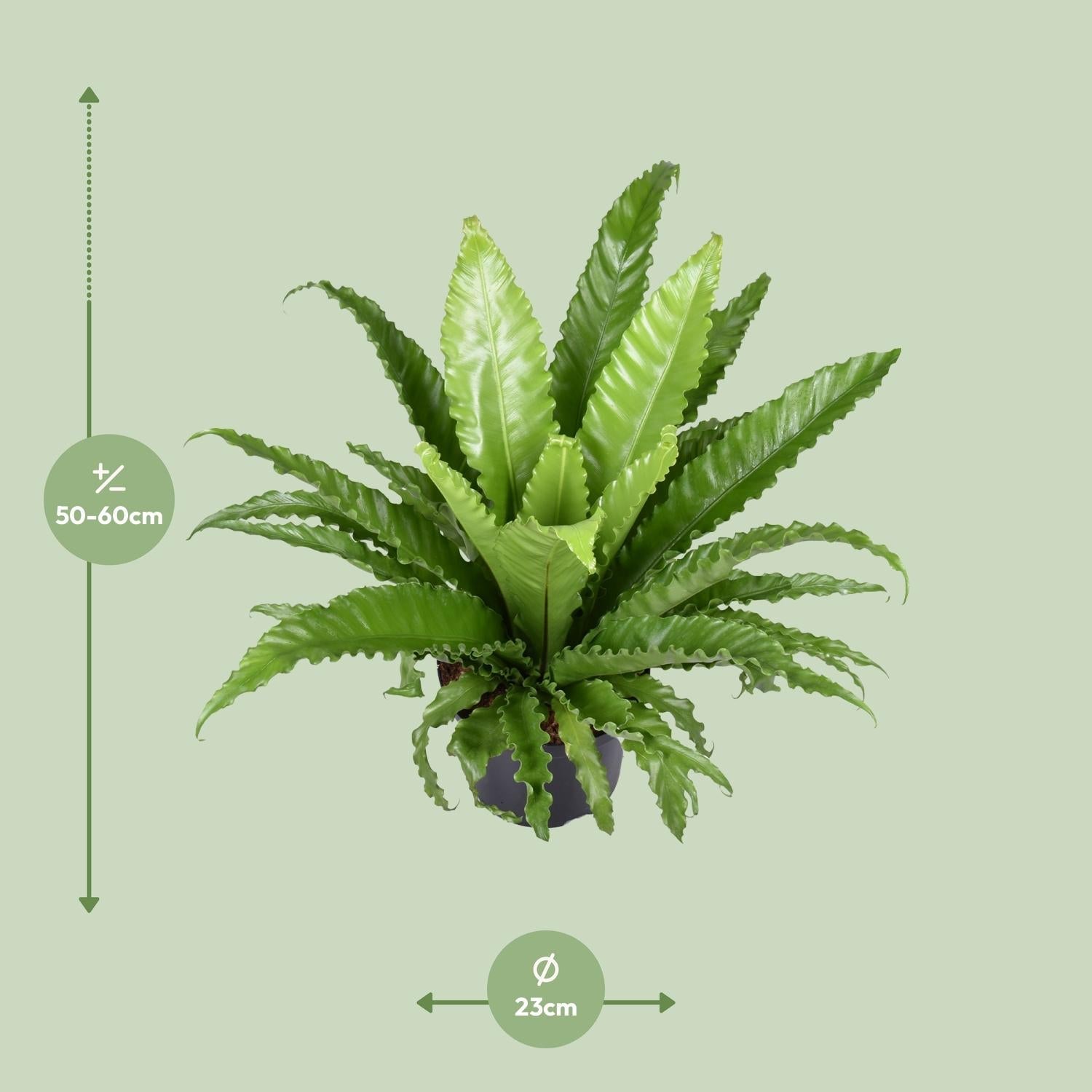 green-guardia-unsere-pflanzen-asplenium-osaka-nestfarn-23-cm-topf image 2