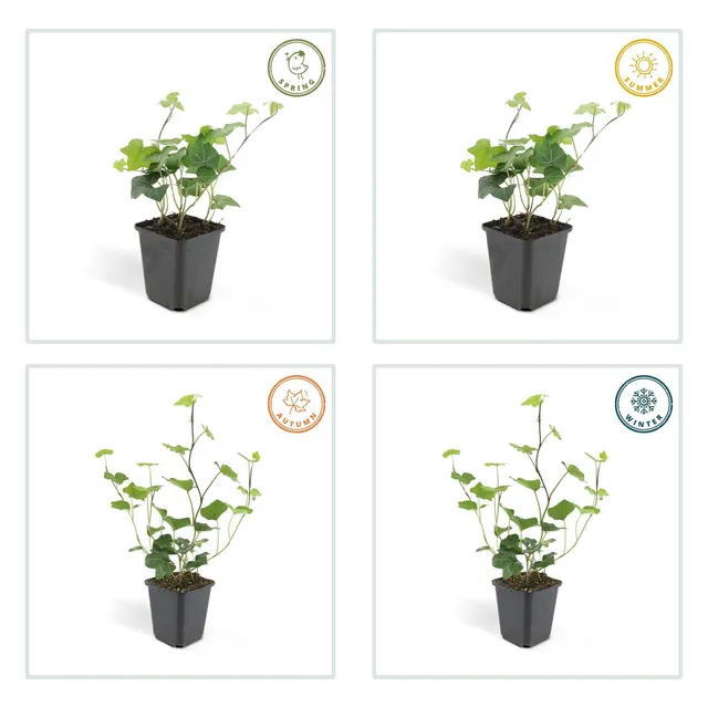 green-guardia-unsere-pflanzen-hedera-efeu-irischer-9cm-topf image 1