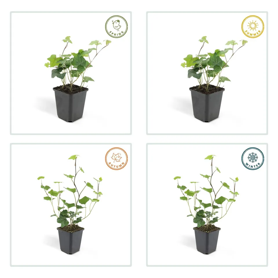 green-guardia-unsere-pflanzen-hedera-efeu-irischer-9cm-topf image 1