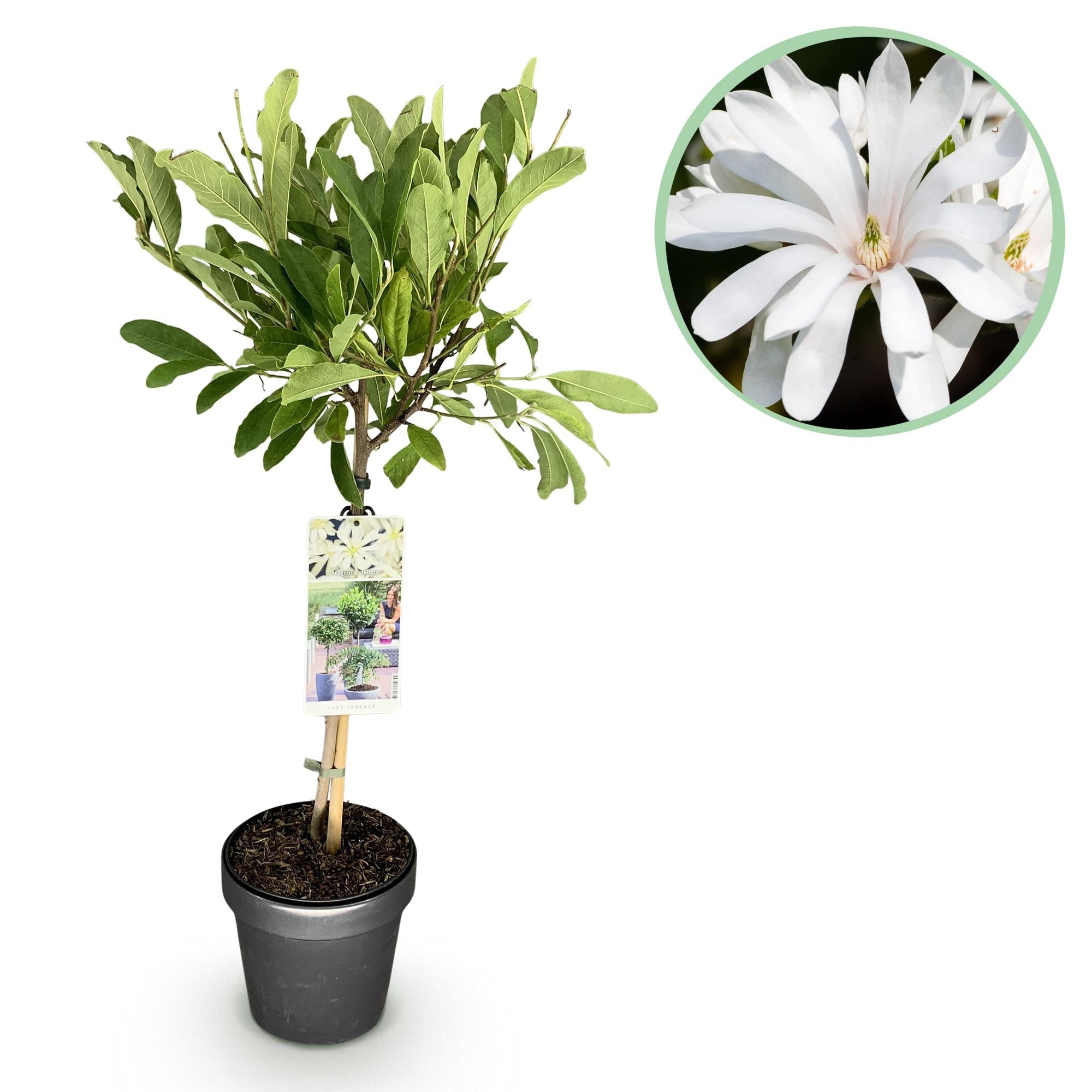 green-guardia-unsere-pflanzen-stellata-magnolia-sternmagnolie-90-cm-wei image 1