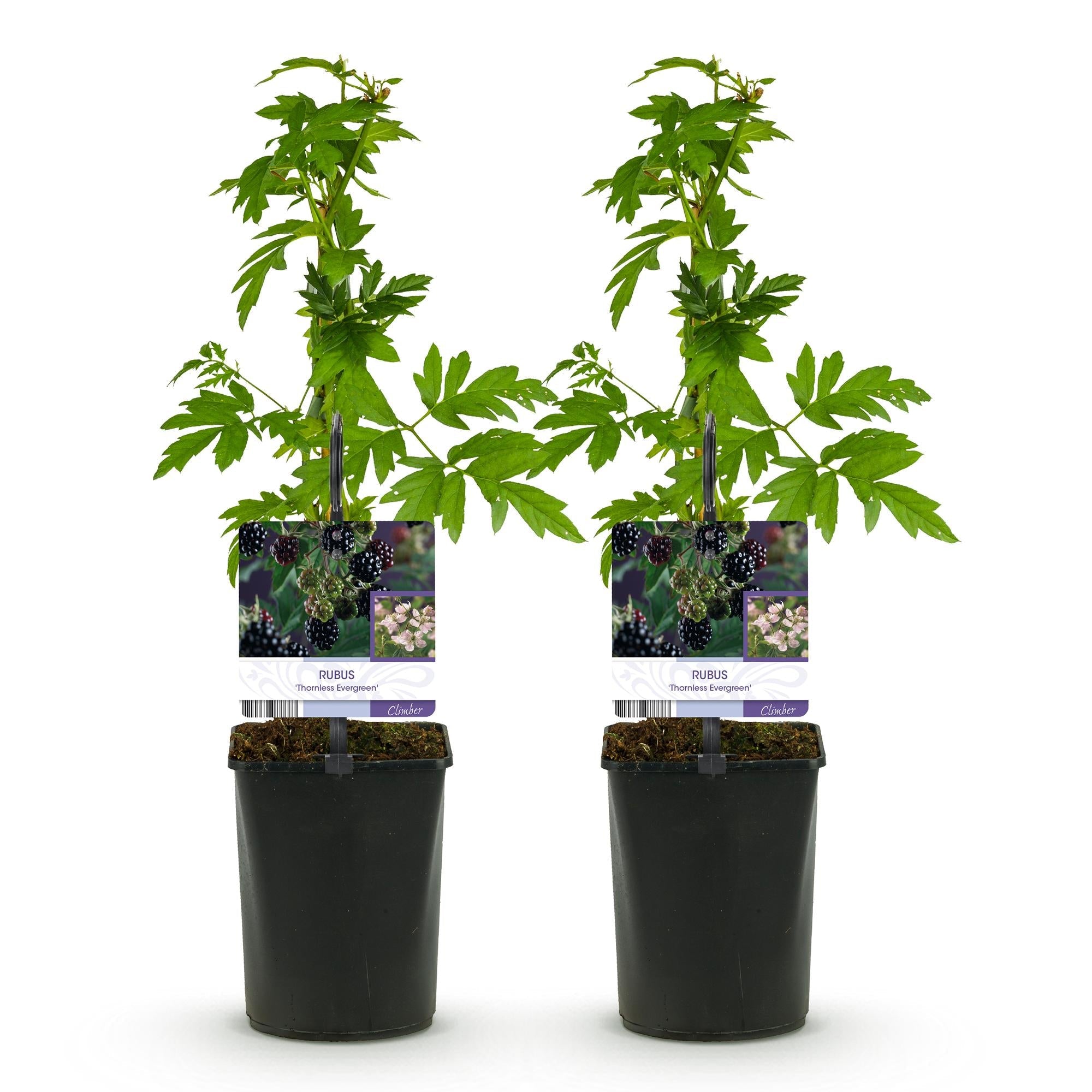 green-guardia-unsere-pflanzen-brombeere-thornfree-evergreen-dornlos-2x image 4