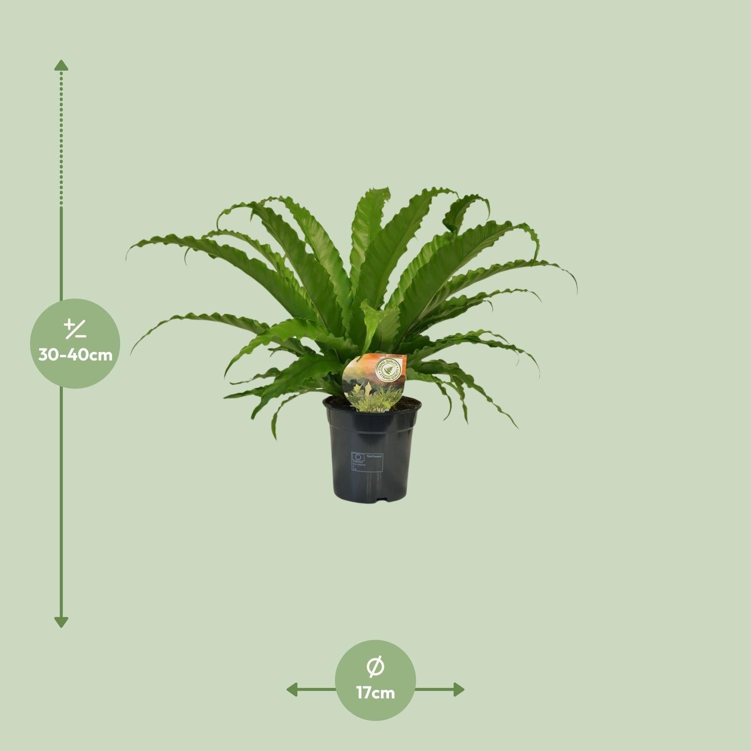green-guardia-asplenium-antiquum-nestfarn-zimmerpflanze-17cm-topf-45cm image 6