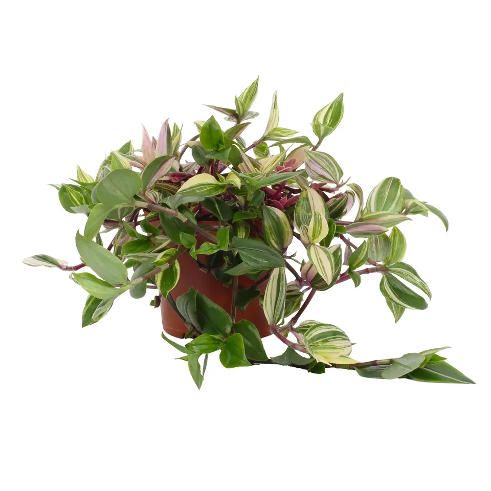 green-guardia-pink-pampas-tradescantia-zimmerpflanze-12cm image 1