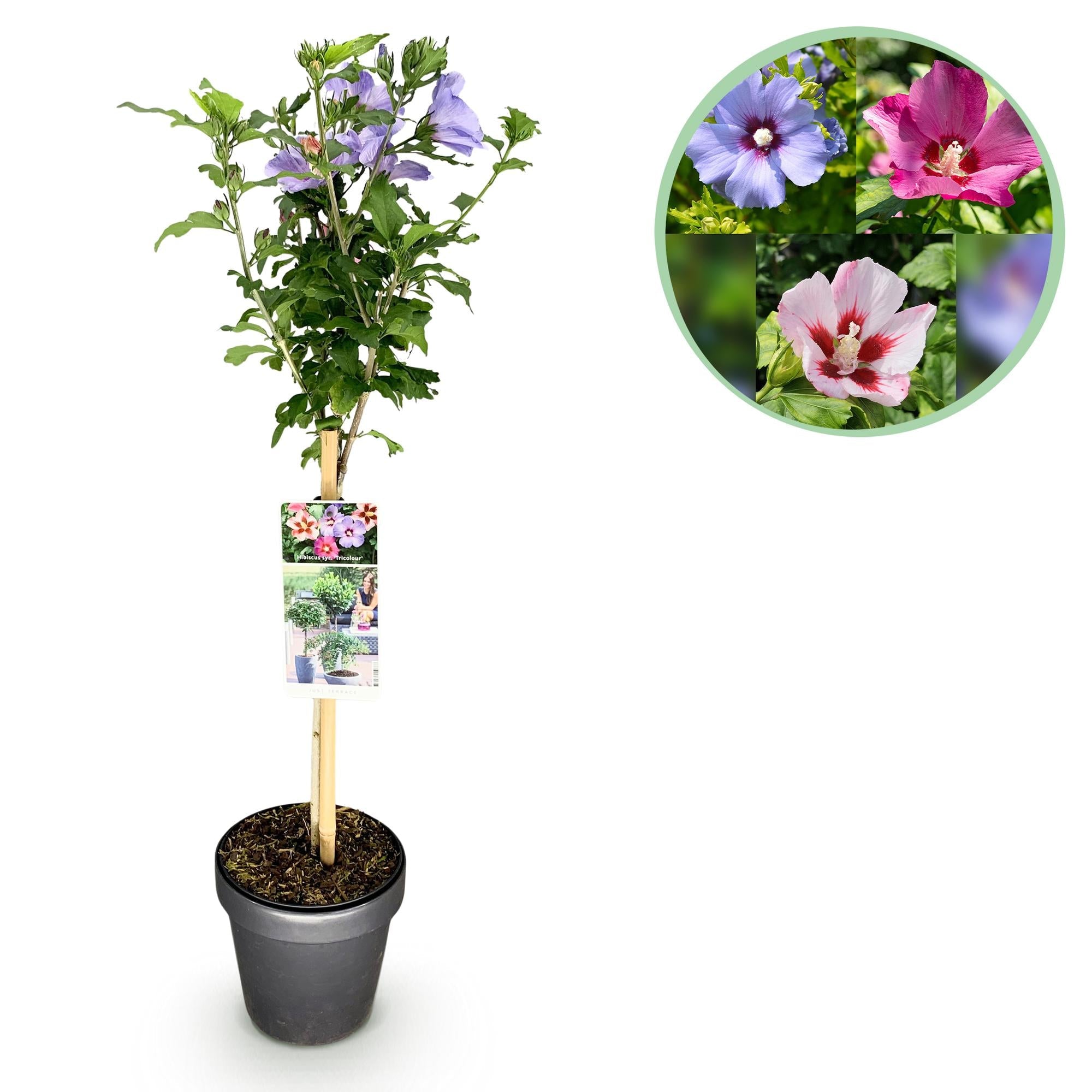 green-guardia-unsere-pflanzen-hibiscus-tricolour-st-mmchen-19cm-90cm image 1