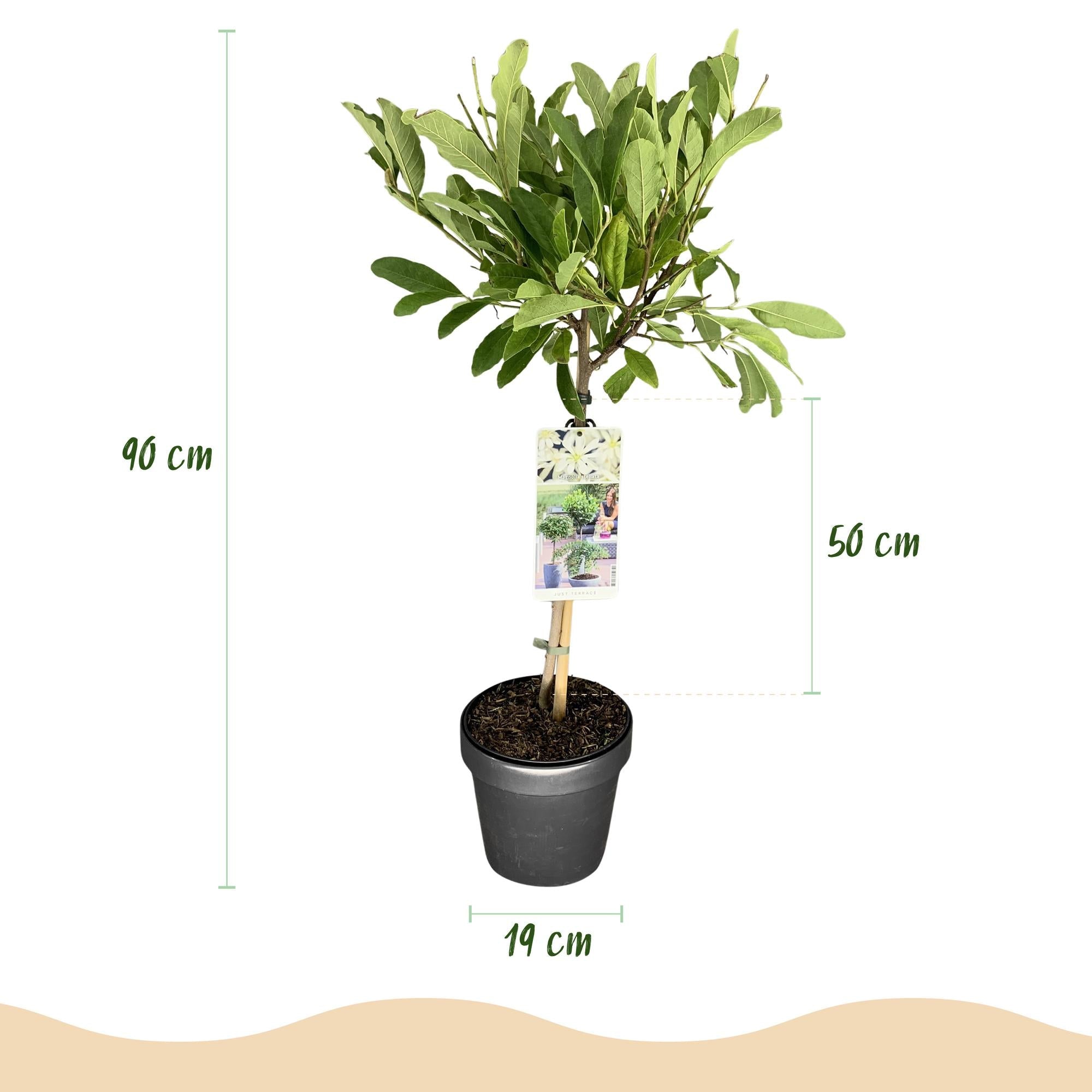 green-guardia-unsere-pflanzen-stellata-magnolia-sternmagnolie-90-cm-wei image 2