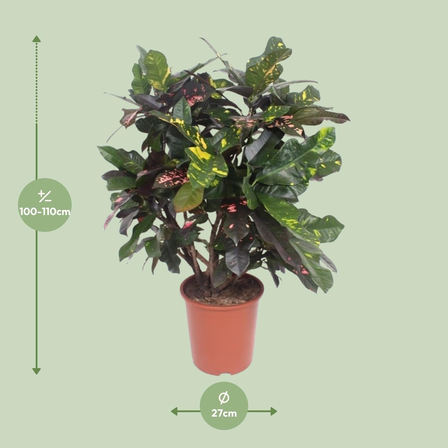 green-guardia-codiaeum-magnificent-croton-27cm-topf-110cm image 2