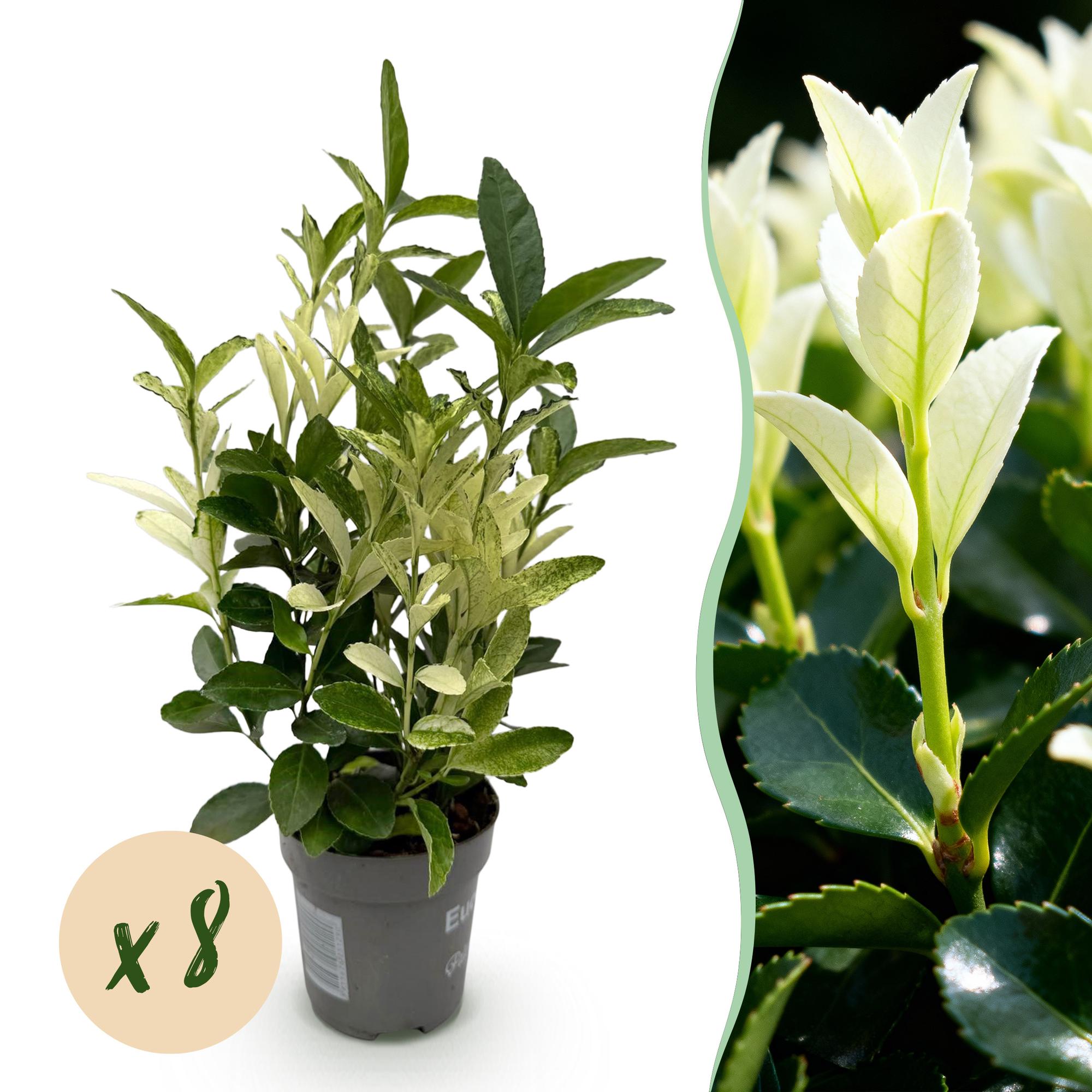 green-guardia-euonymus-paloma-blanca-hecke-8-pflanzen-9cm-topf image 1