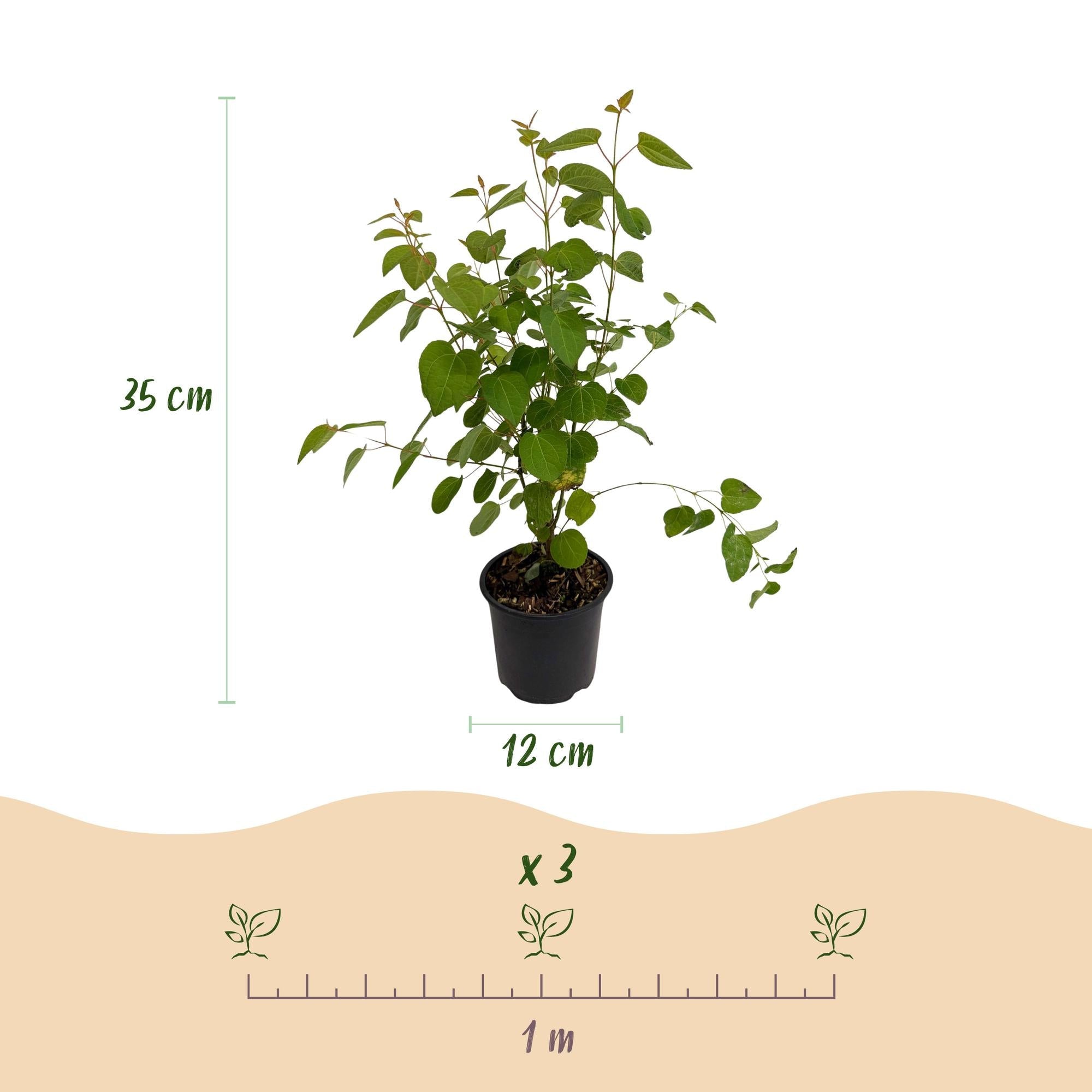 green-guardia-unsere-pflanzen-cercidiphyllum-zierstrauch-12cm image 2