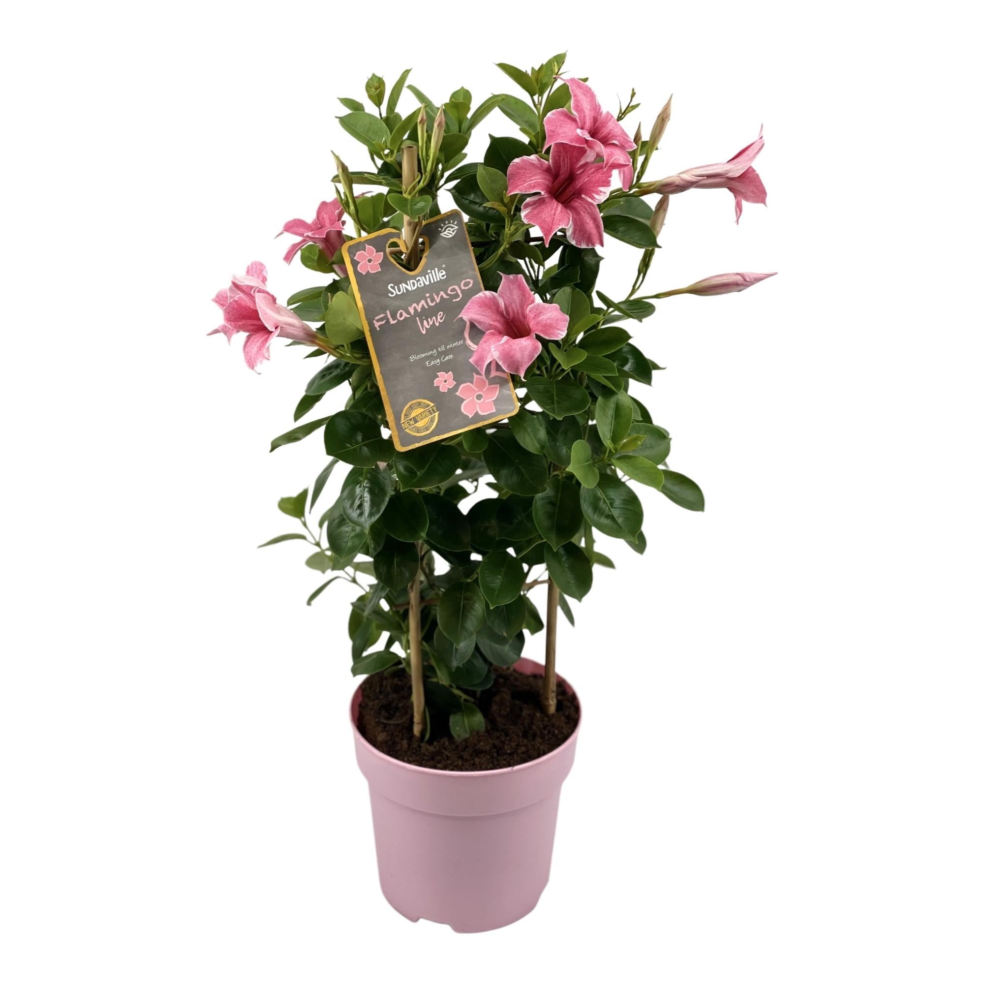 green-guardia-sundaville-flamingo-pink-mandevilla-pflanze-17cm-topf-rosa image 1