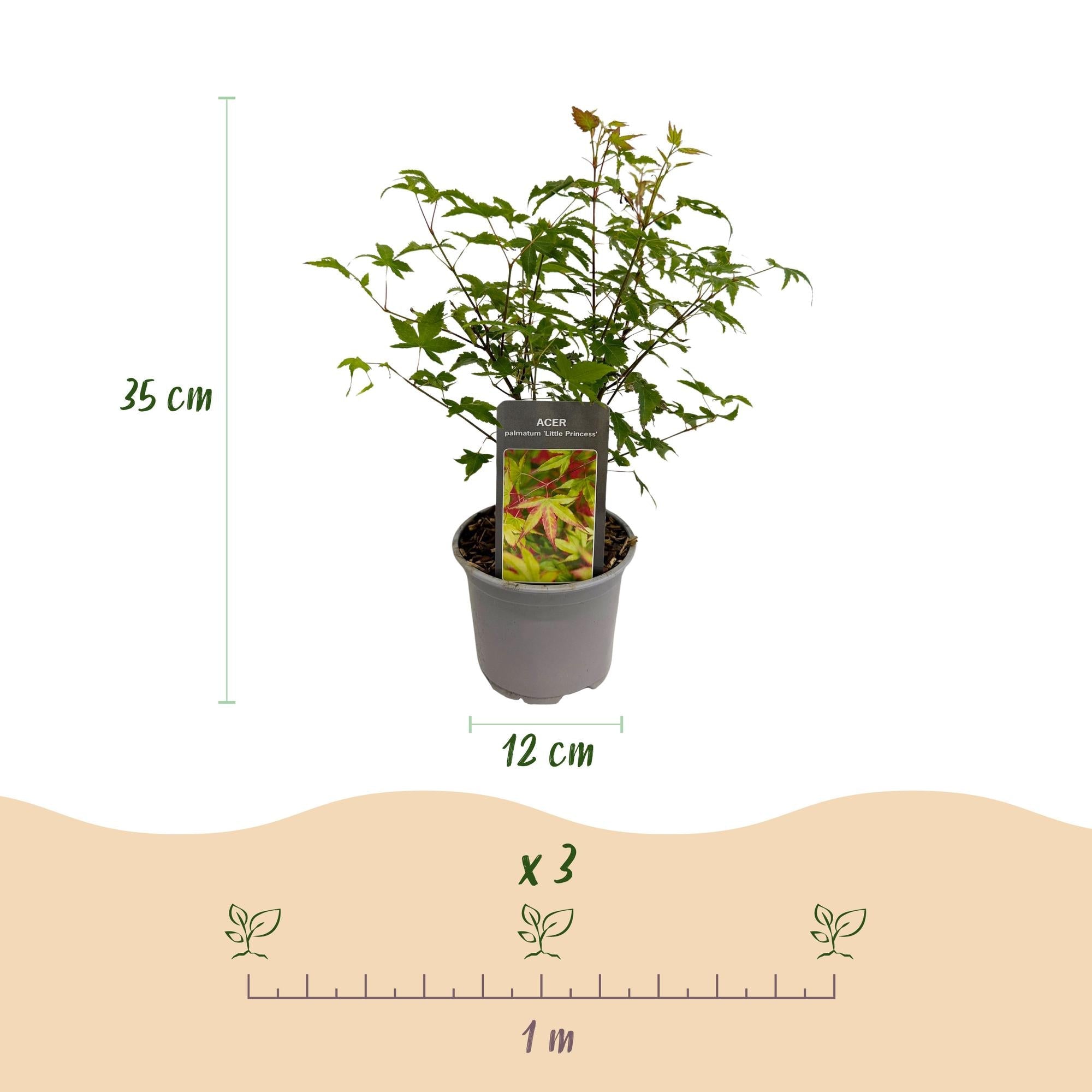 green-guardia-unsere-pflanzen-acer-palmatum-little-princess-ahorn-1x-pflanze image 2