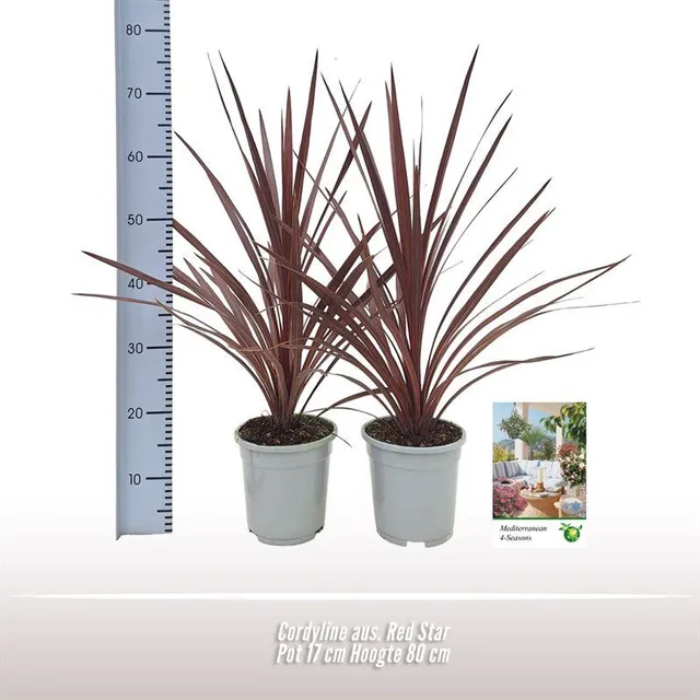 green-guardia-cordyline-red-star-palme-17cm-rotes-laub image 1