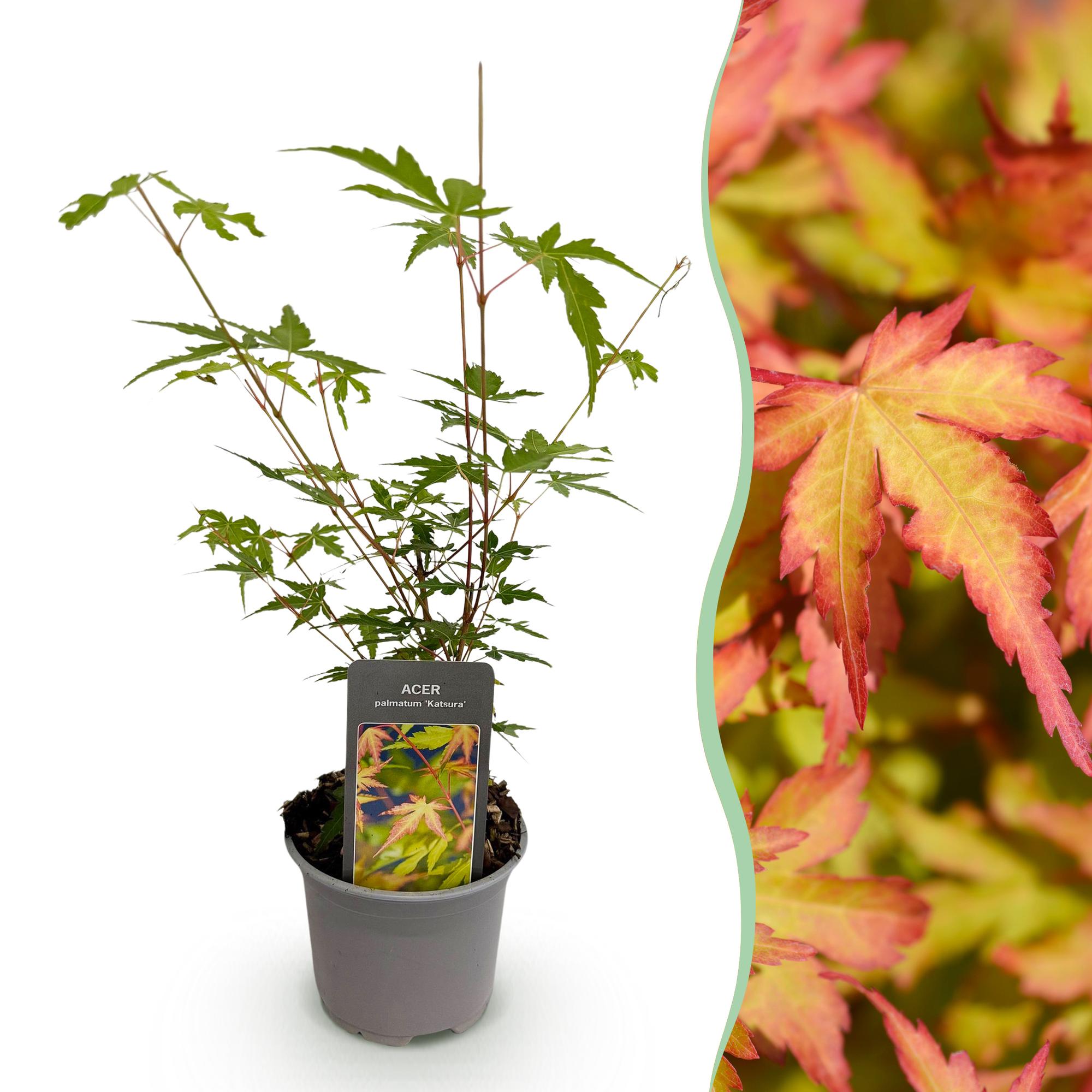 green-guardia-unsere-pflanzen-acer-palmatum-sangokaku-f-cherahorn-1x-pflanze image 1