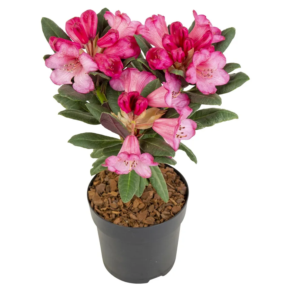 green-guardia-rhododendron-wine-roses-zimmerpflanze-20cm image 1