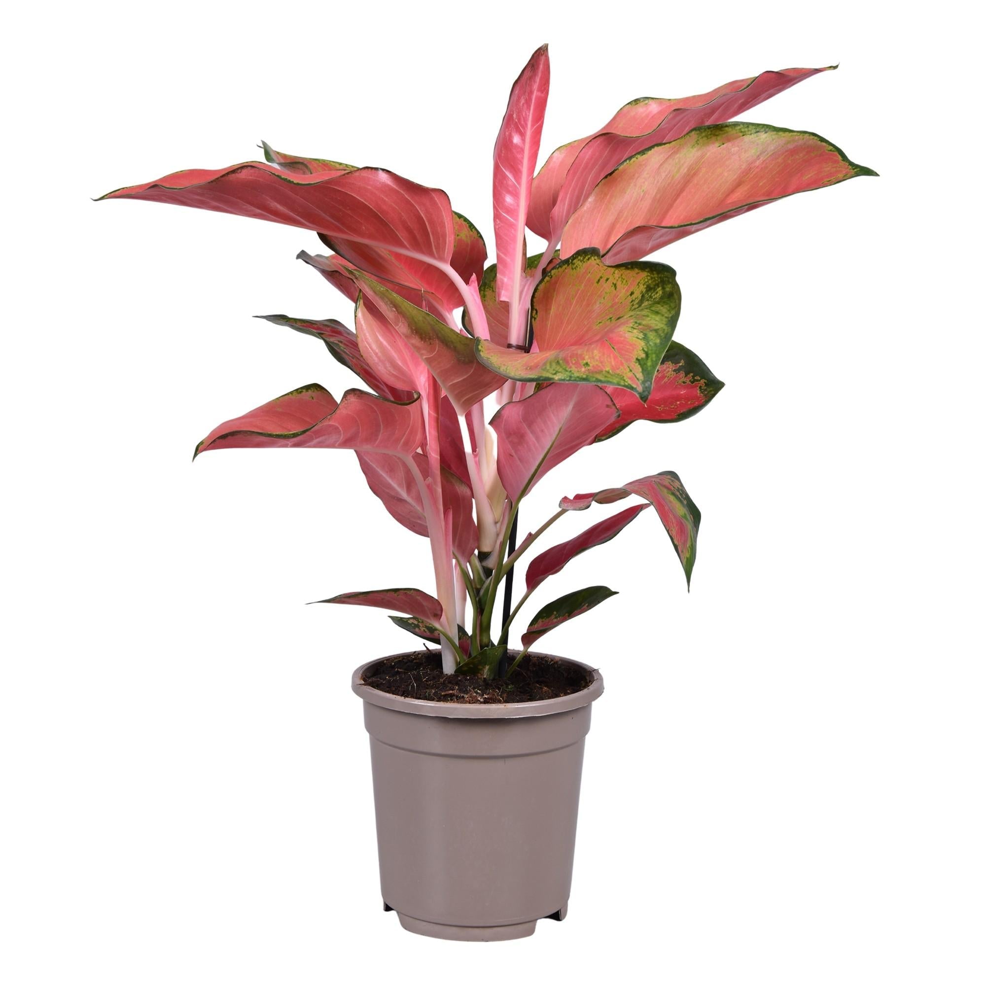 green-guardia-aglaonema-white-joy-kolbenfaden-35-cm-12-cm-topf image 4